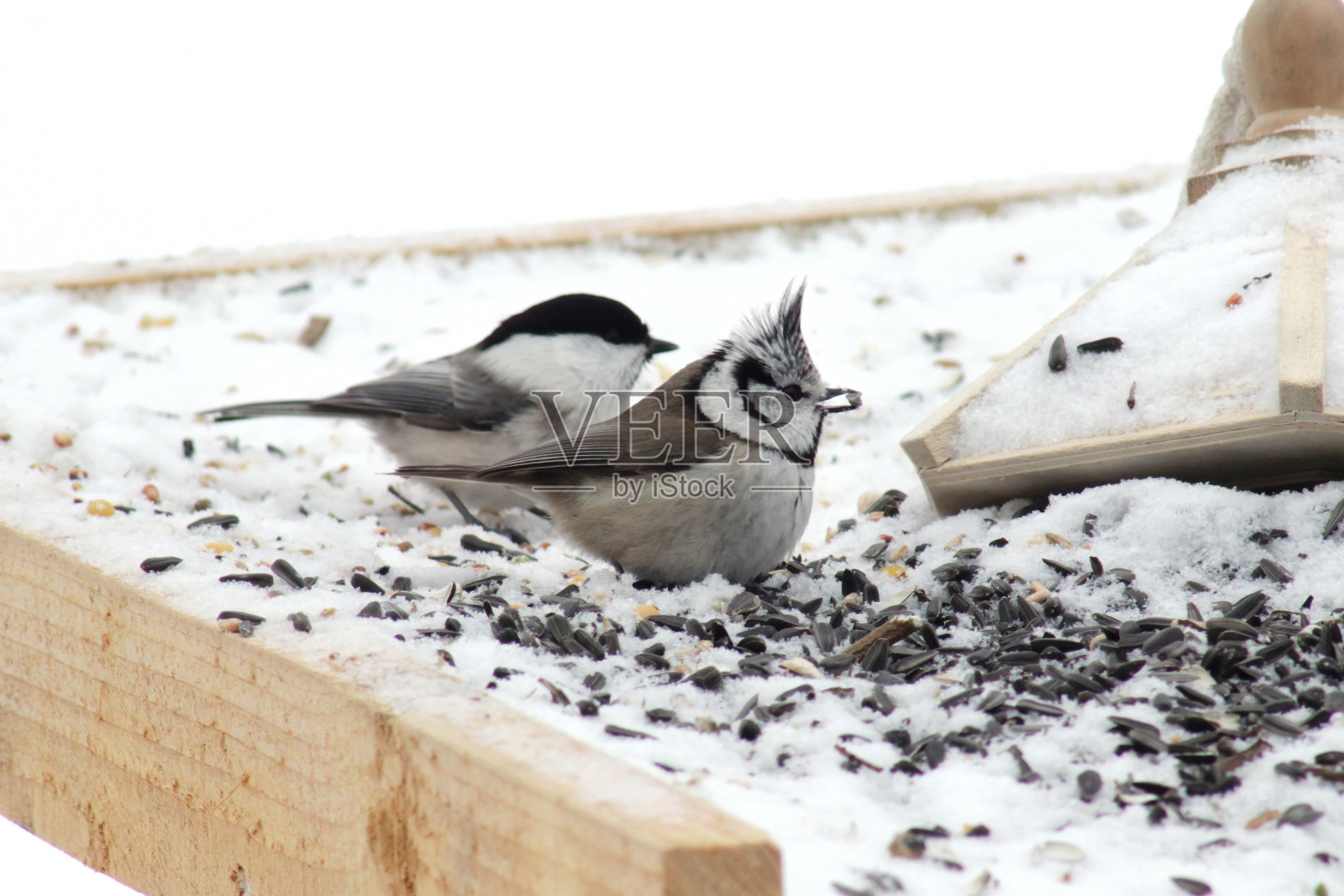 冠山雀照片摄影图片