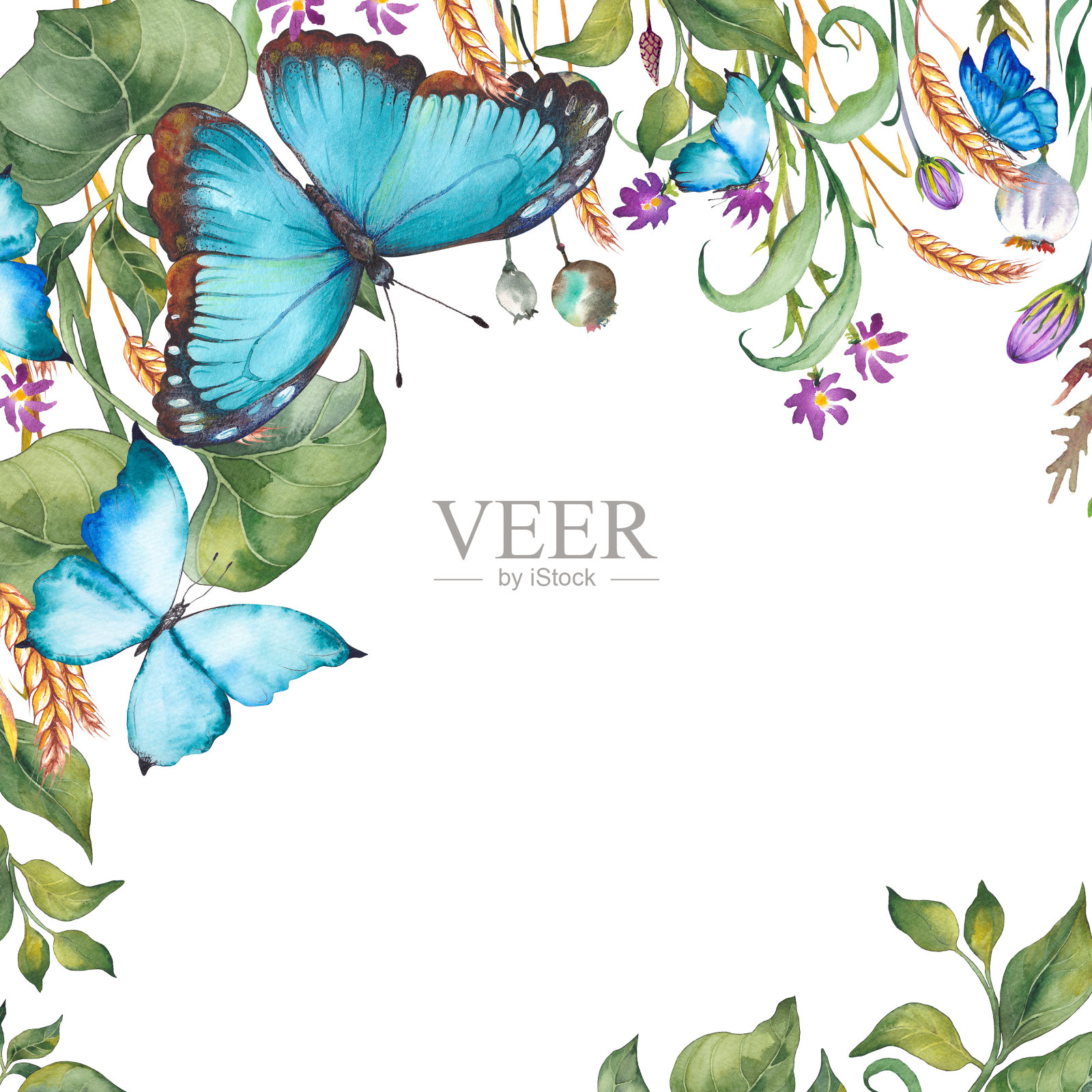 方形框架与草地植物和蓝色蝴蝶。插画图片素材