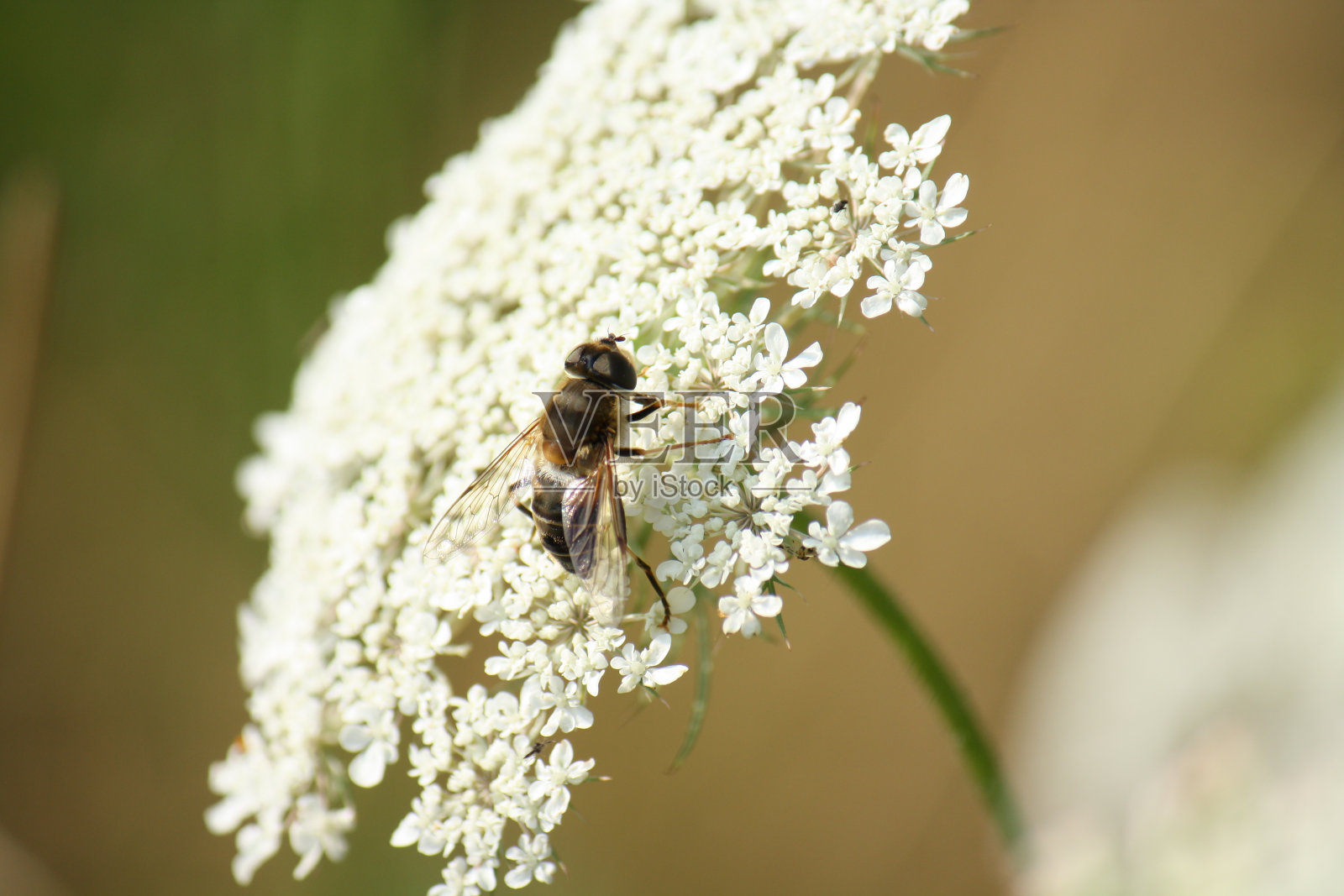白色的野花欢迎一只苍蝇照片摄影图片