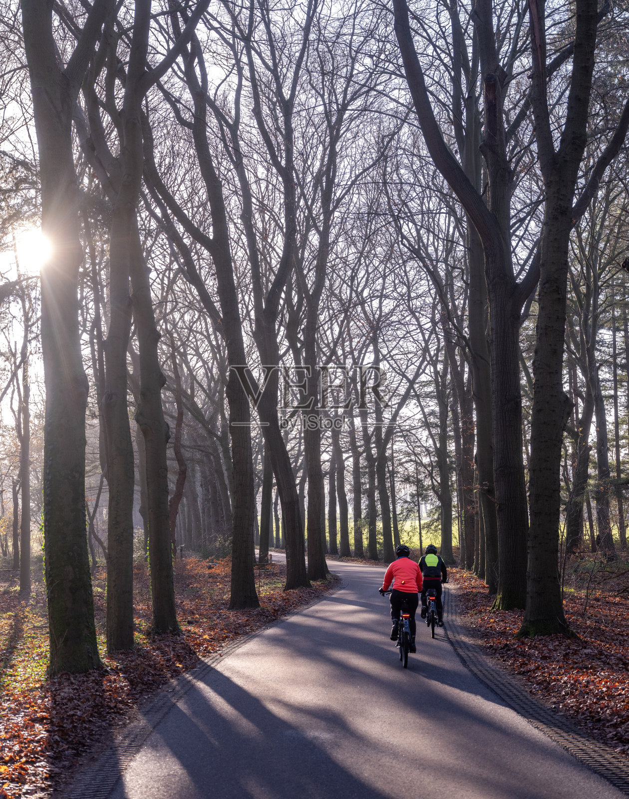 荷兰乌得勒支附近道路上的自行车和树影照片摄影图片