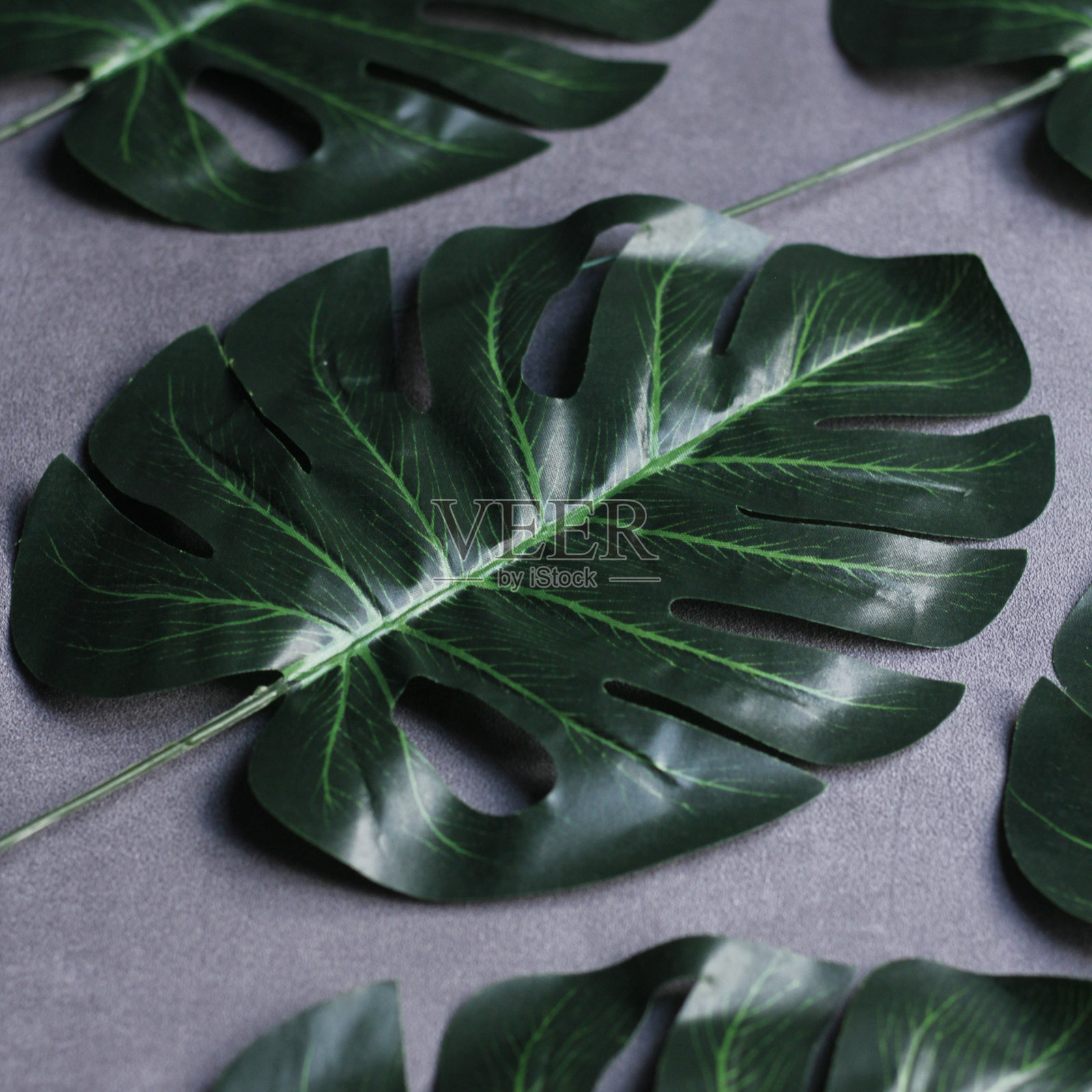 绿色人造叶子与孤立的背景照片摄影图片