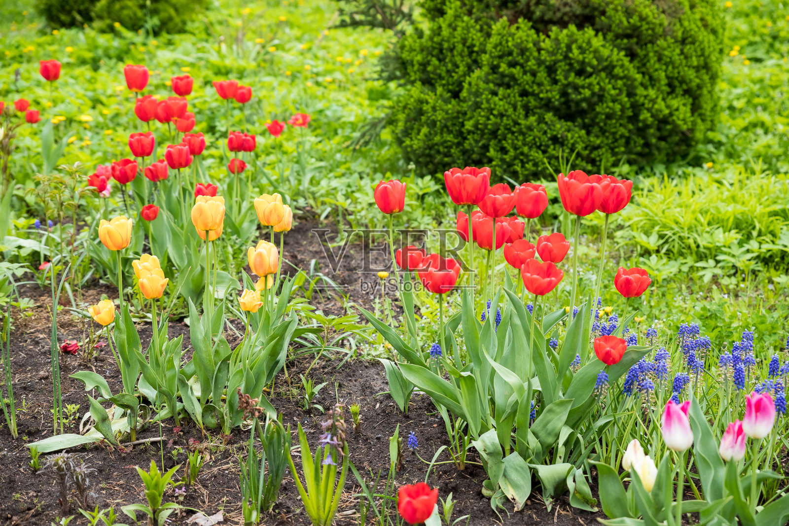 春天郁金香田的背景。花园。自然植物在五月阳光明媚的公园,新鲜的绿色芽闭合,鳞茎生长。白天阳光灿烂。植物园里五颜六色的郁金香照片摄影图片