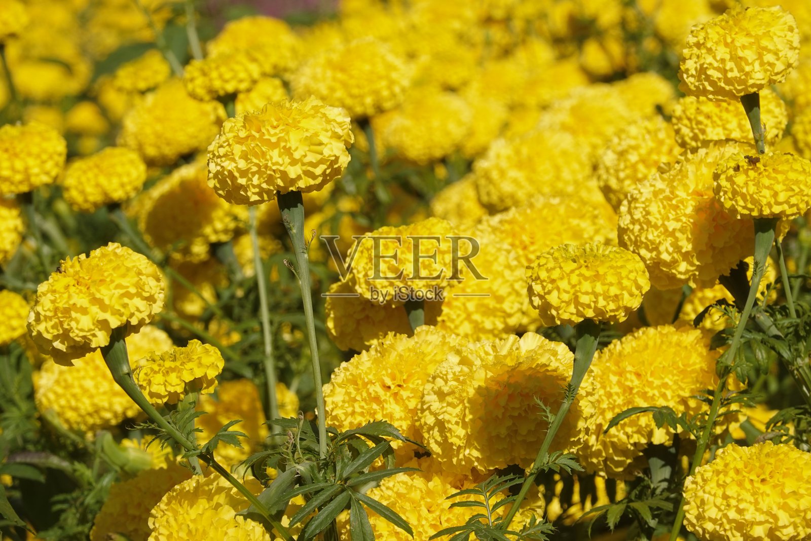 花园里的万寿菊。万寿菊是开花植物的一个属照片摄影图片