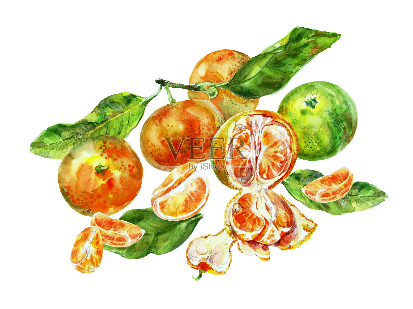 橙色水果与叶子的绘画模板。水彩手绘元素。孤立在白色背景上。美味的水果剪贴插图。用于标签、餐巾纸、毛巾、餐具、包装等插画图片素材