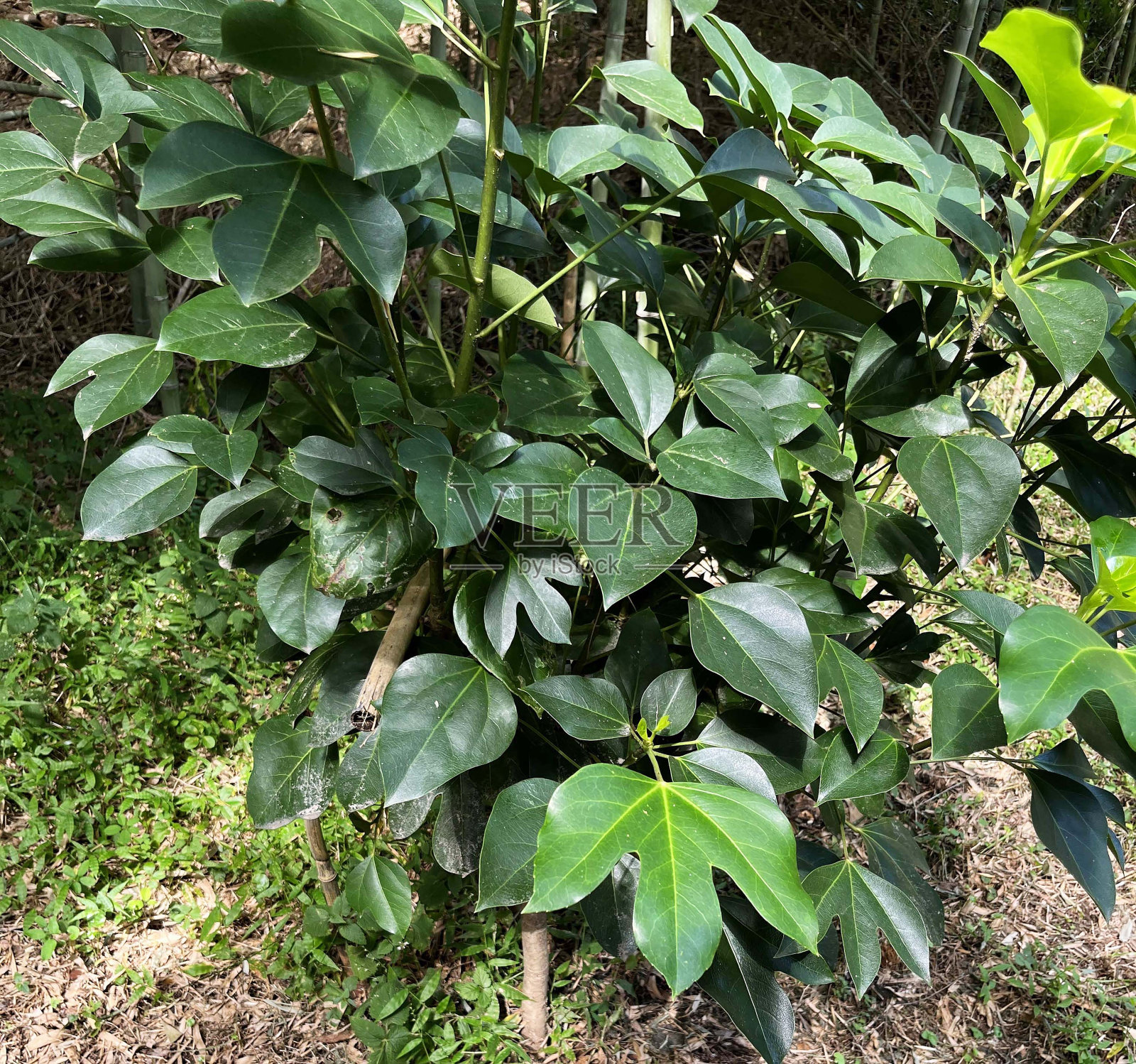 充满活力的连翘叶照片摄影图片