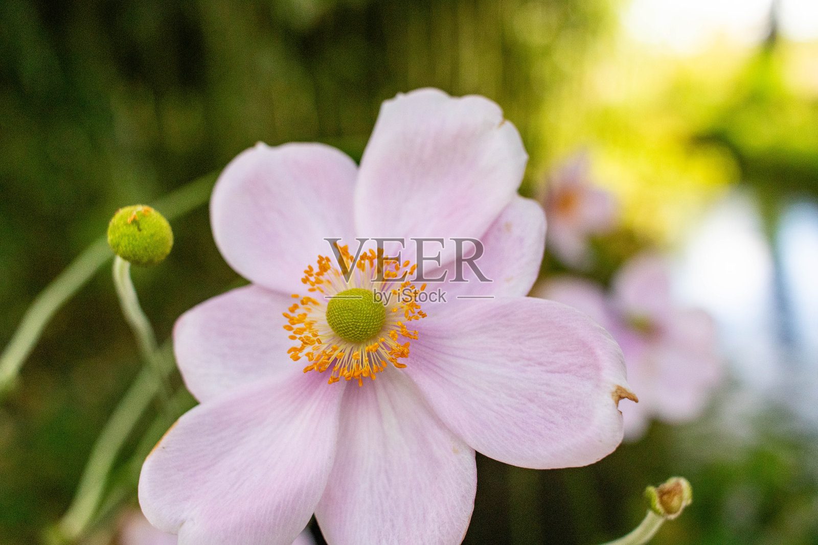 花园里开着明亮而充满活力的花朵照片摄影图片