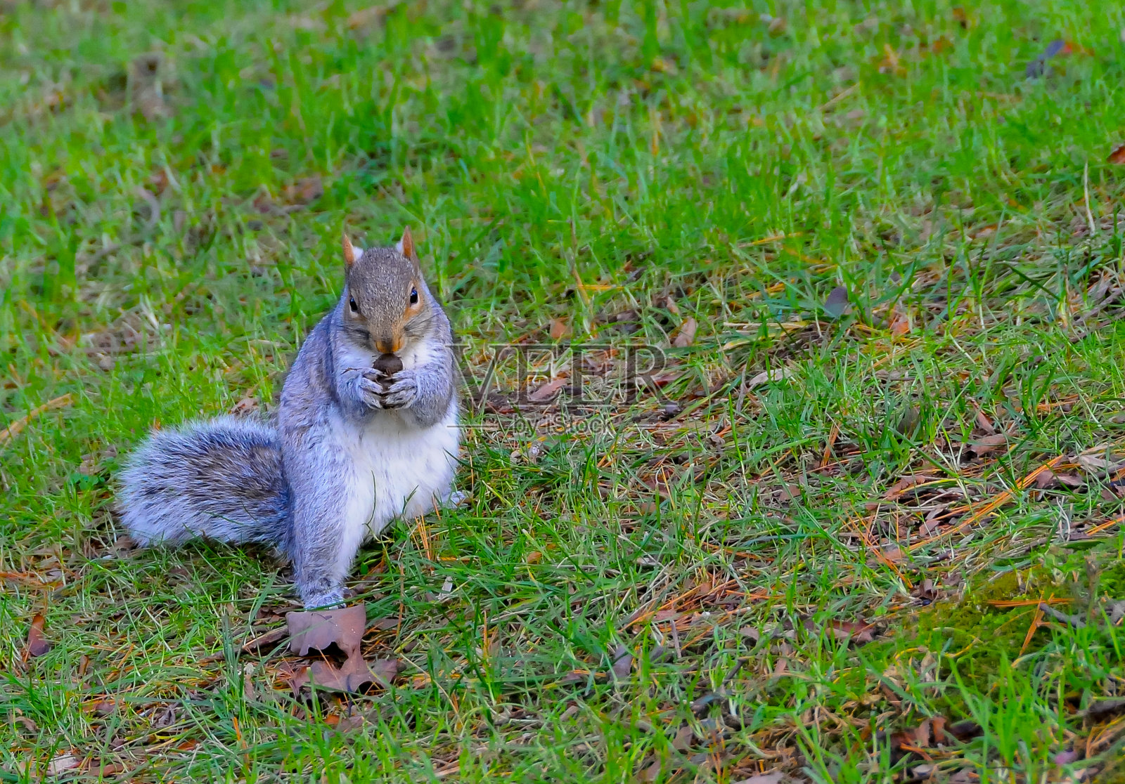 灰松鼠(学名:Sciurus carolinensis),在绿草丛中寻找食物的动物照片摄影图片