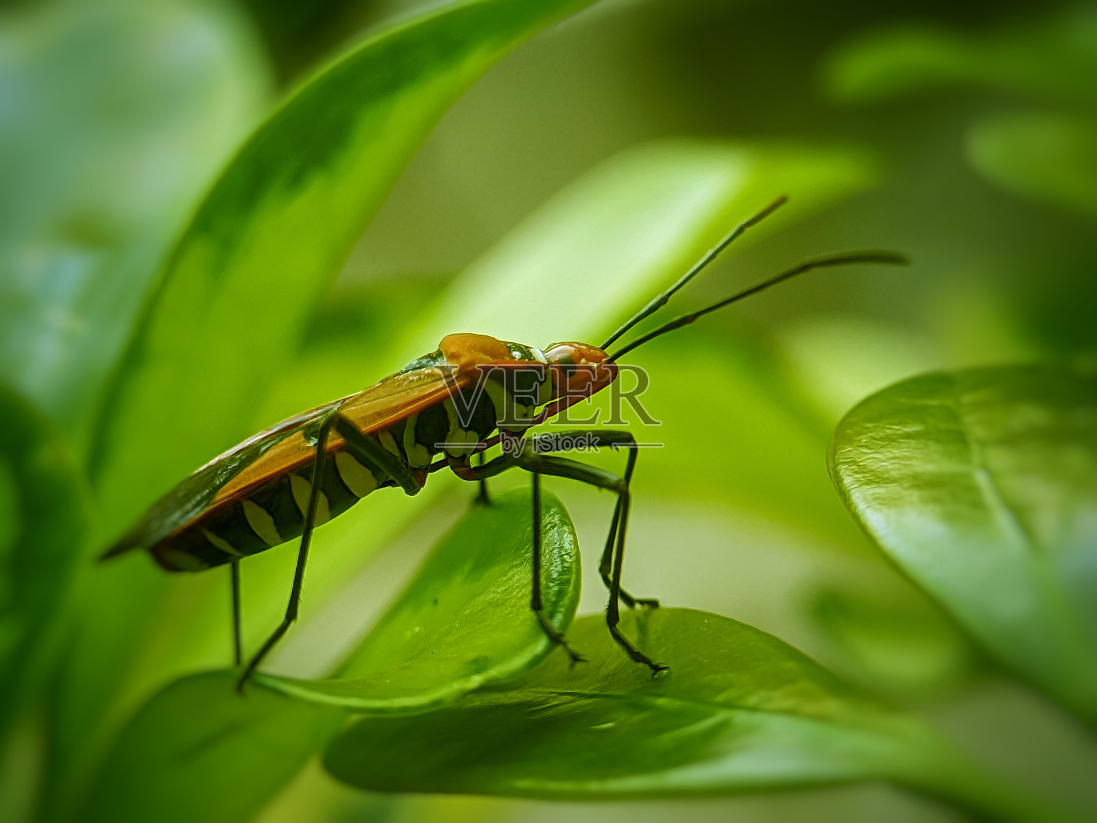 自然界中的小世界照片摄影图片