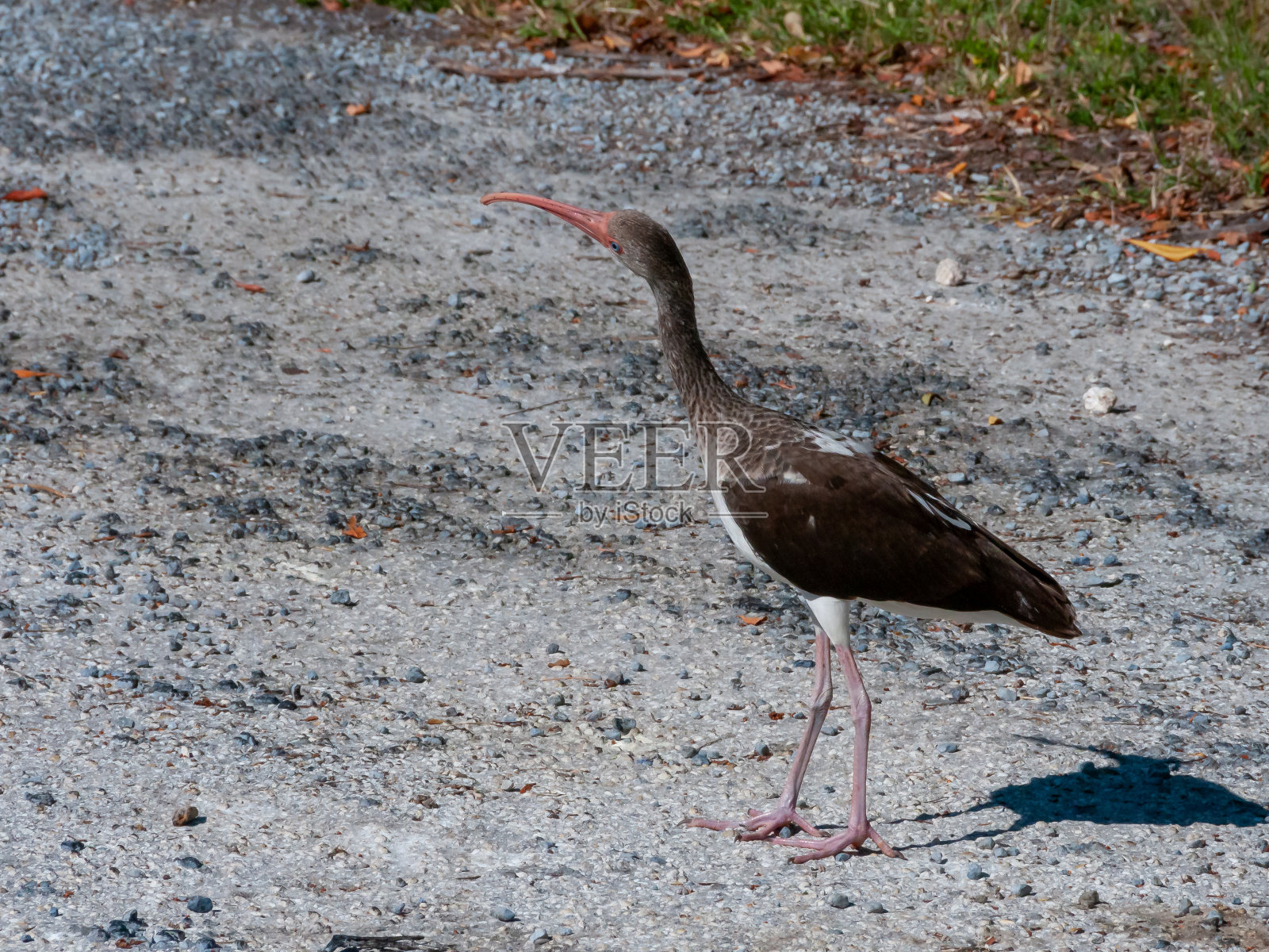 美国鸟类。美国白鹮(Eudocimus albus),深色幼鸟,在佛罗里达地面行走照片摄影图片