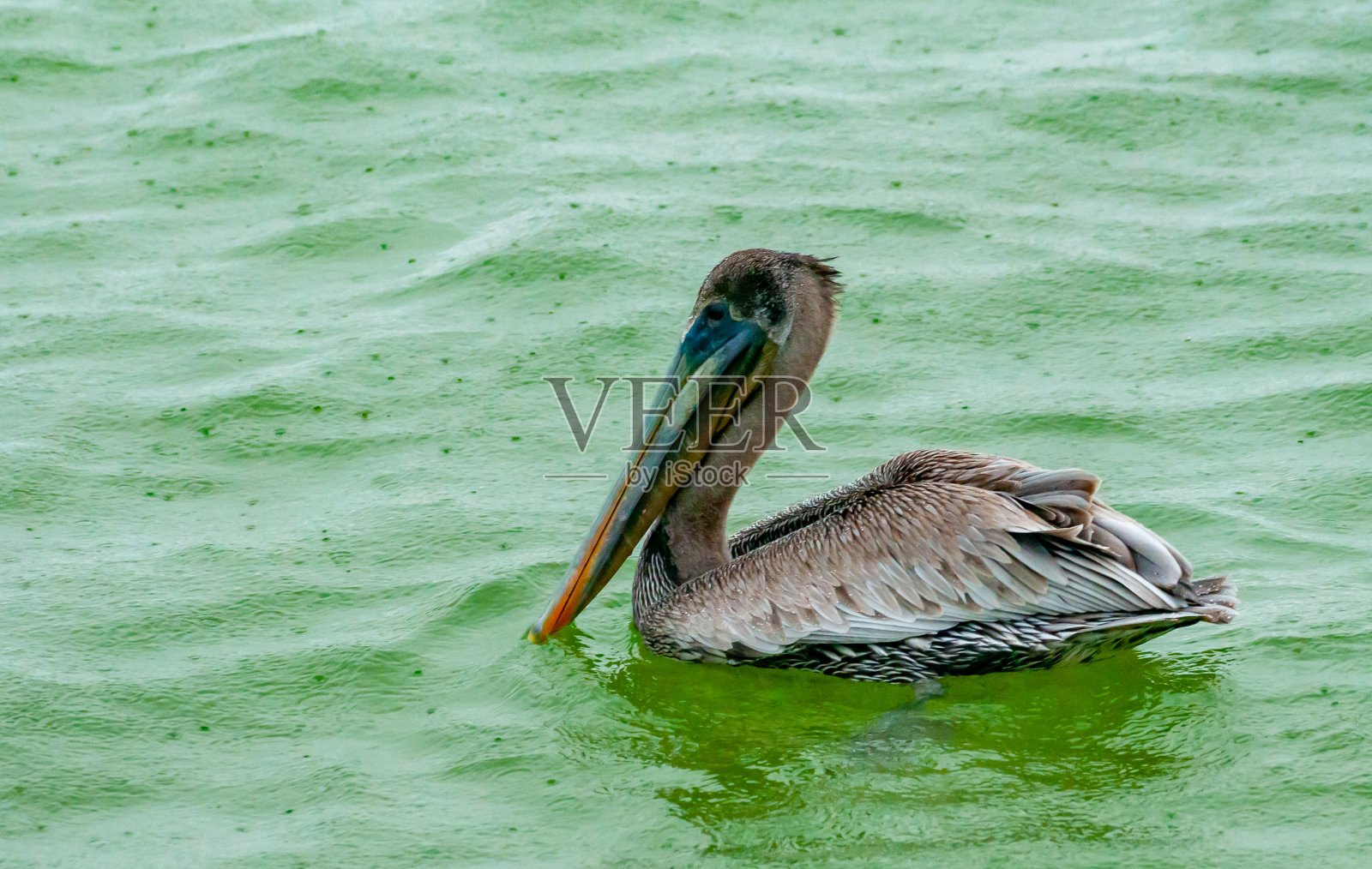 褐鹈鹕(美洲鹈鹕),在佛罗里达州墨西哥湾的一块岩石上休息的一只成年鸟照片摄影图片