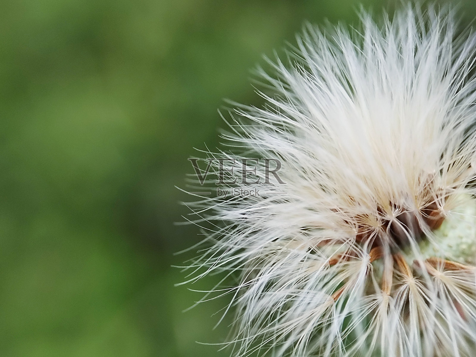 蒲公英在印度尼西亚被称为jombang照片摄影图片