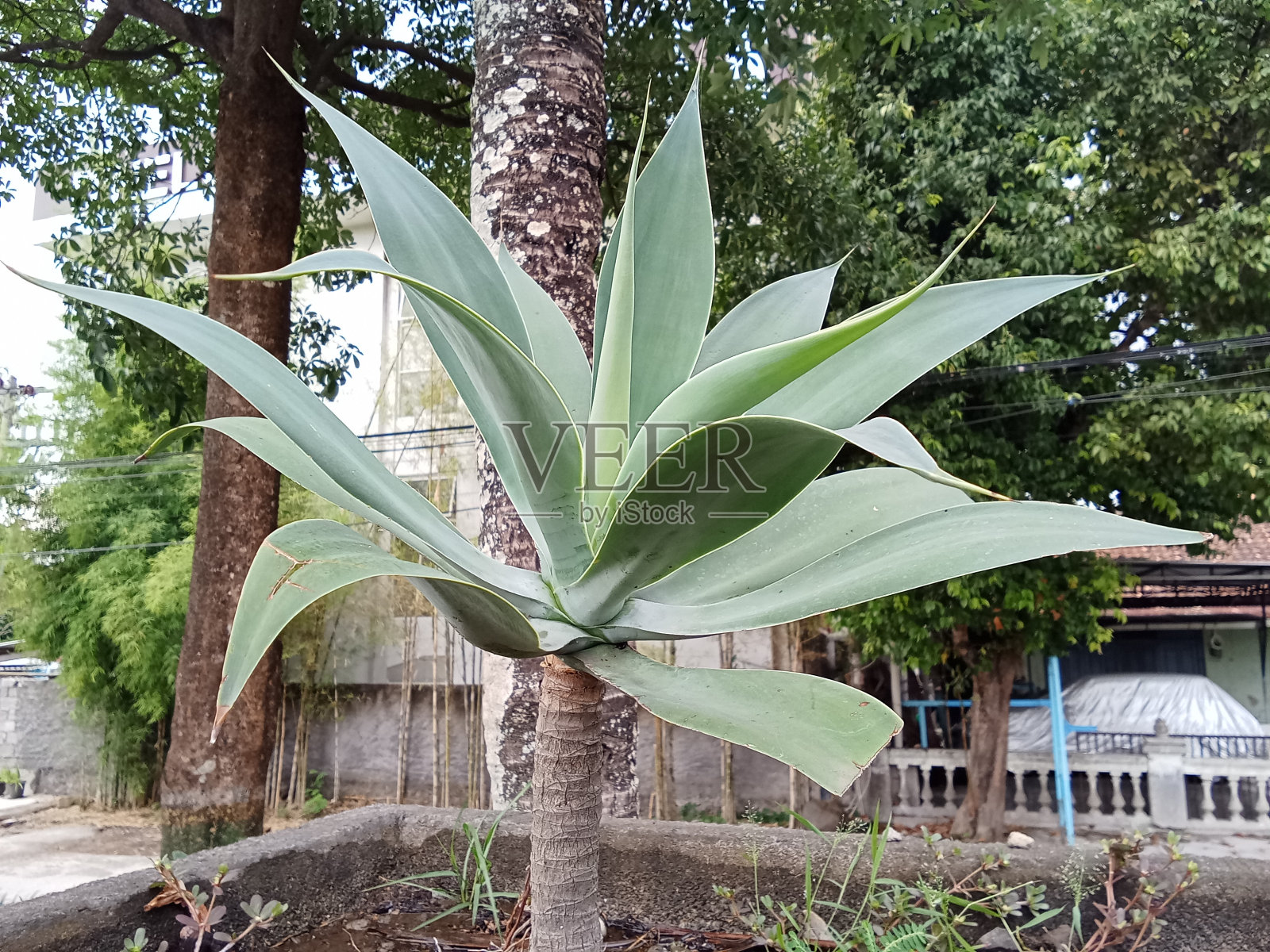 龙舌兰attenuata则照片摄影图片