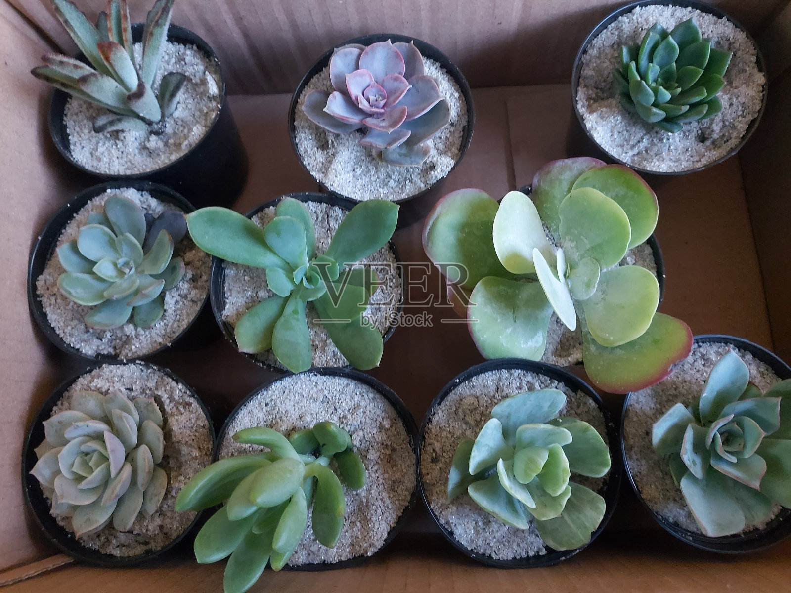 肉质植物照片摄影图片