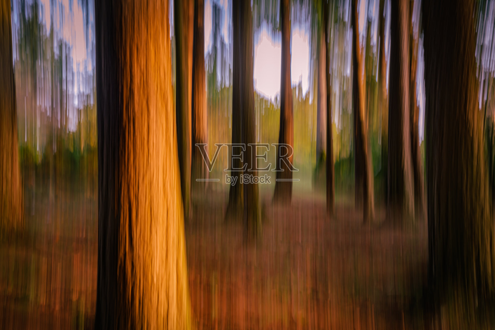 笔直而真实的道路:位于加拿大BC省白石镇的小森林照片摄影图片