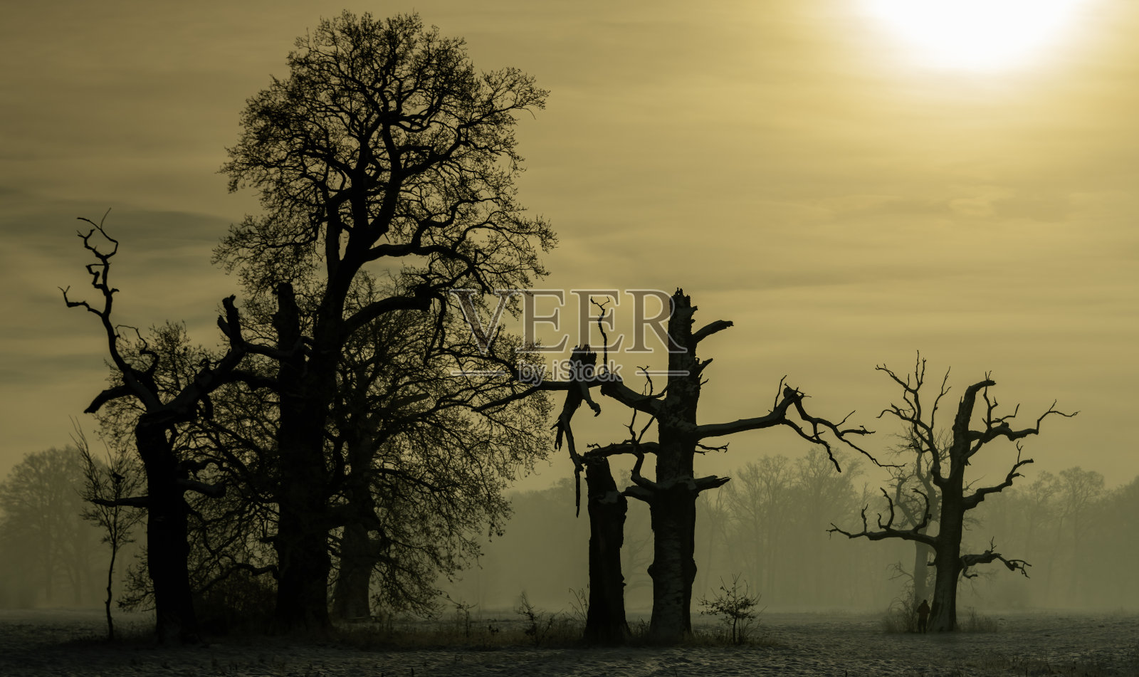 冬天早晨雾中的树木。霜冻清晨的风景。照片摄影图片