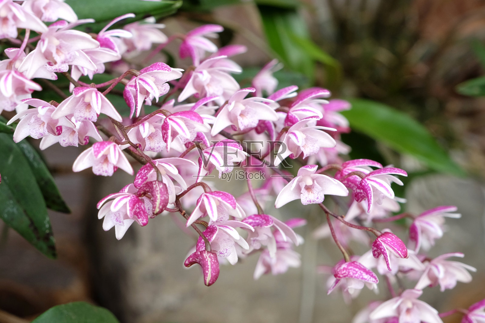 花中的粉红色和白色石兰。照片摄影图片