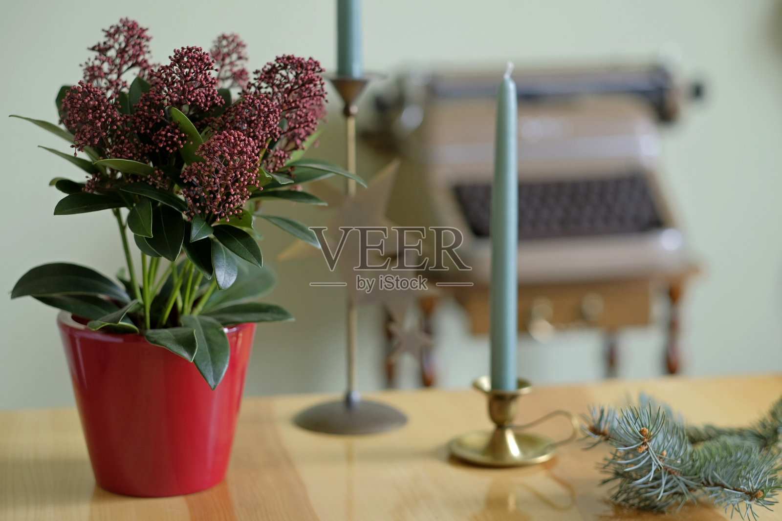 红色花盆里盛开的矮藜照片摄影图片