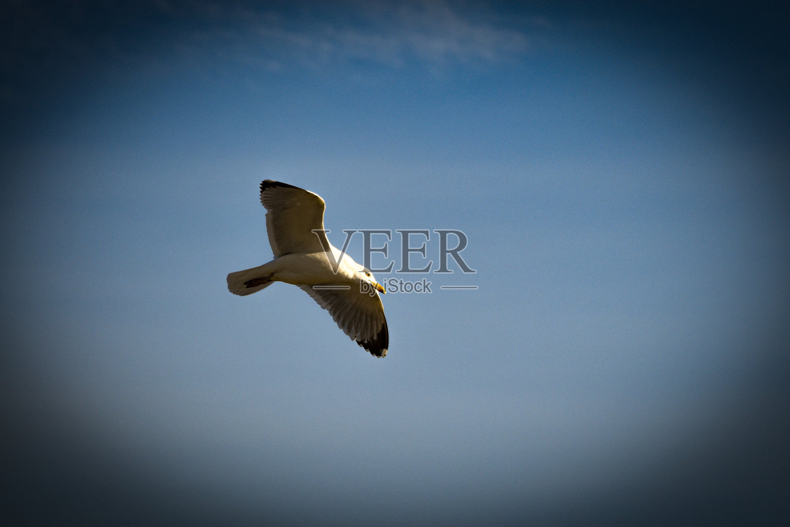 海鸥照片摄影图片