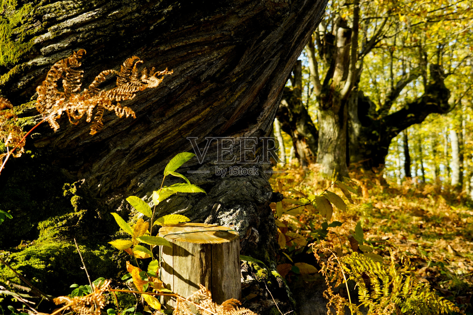 艾米利亚亚平宁山脉的秋天,在一个有着百年历史的栗树林中。博洛尼亚,艾米利亚罗马涅。意大利照片摄影图片