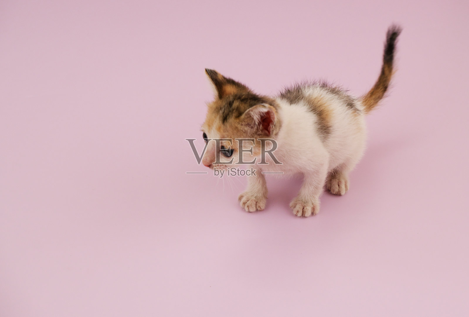 小可爱的小猫粉红色的背景。照片摄影图片