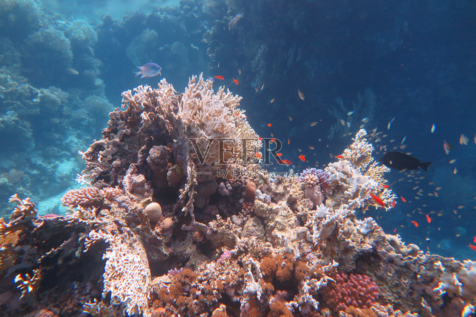 珊瑚照片摄影图片