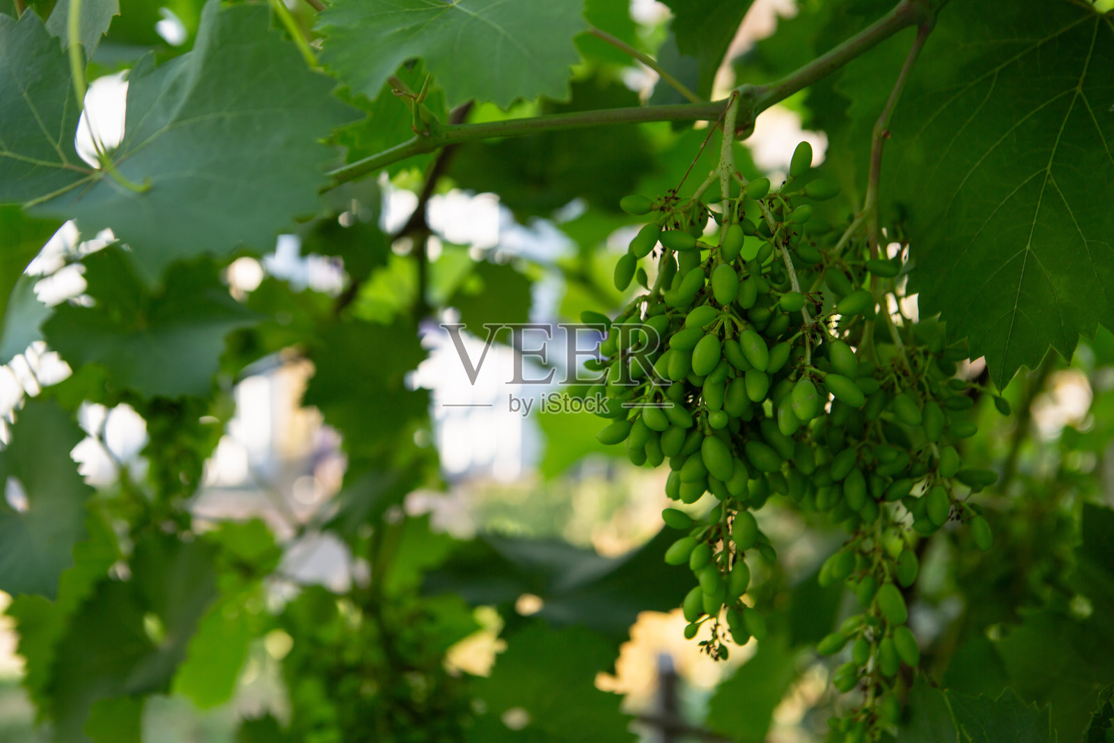 年轻的酿酒葡萄生长在植物园里照片摄影图片