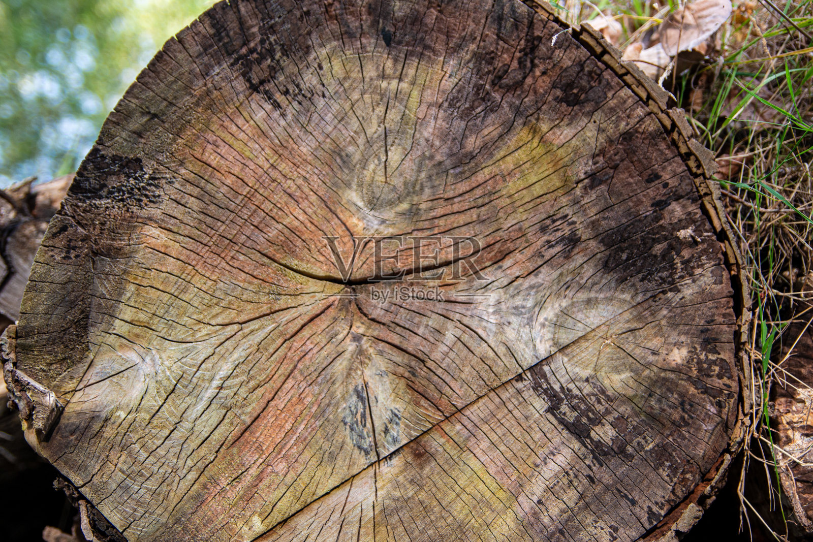 老木头的魅力:烂得漂亮!照片摄影图片