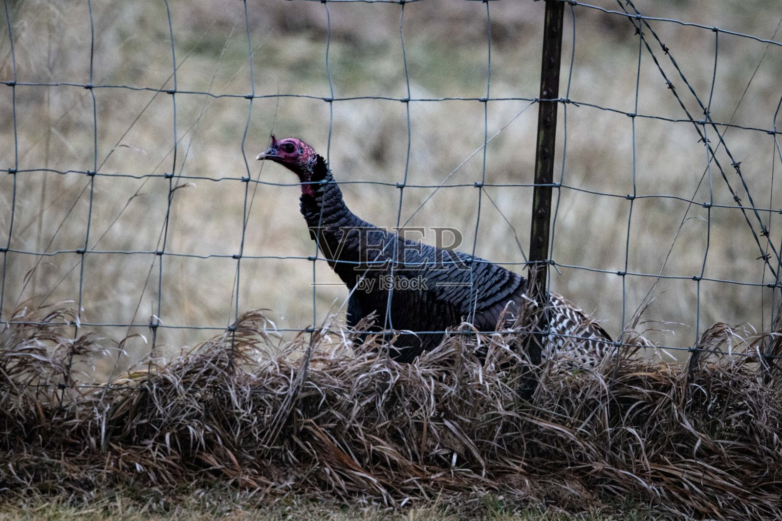 在户外围栏区域,与相机进行眼神交流照片摄影图片