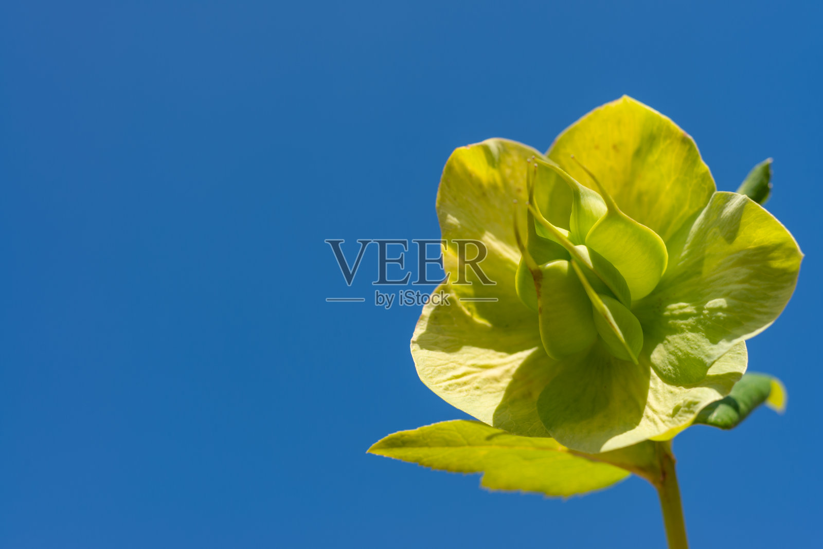 圣诞玫瑰Hellebores,黄绿色的花朵衬着蓝色的天空照片摄影图片