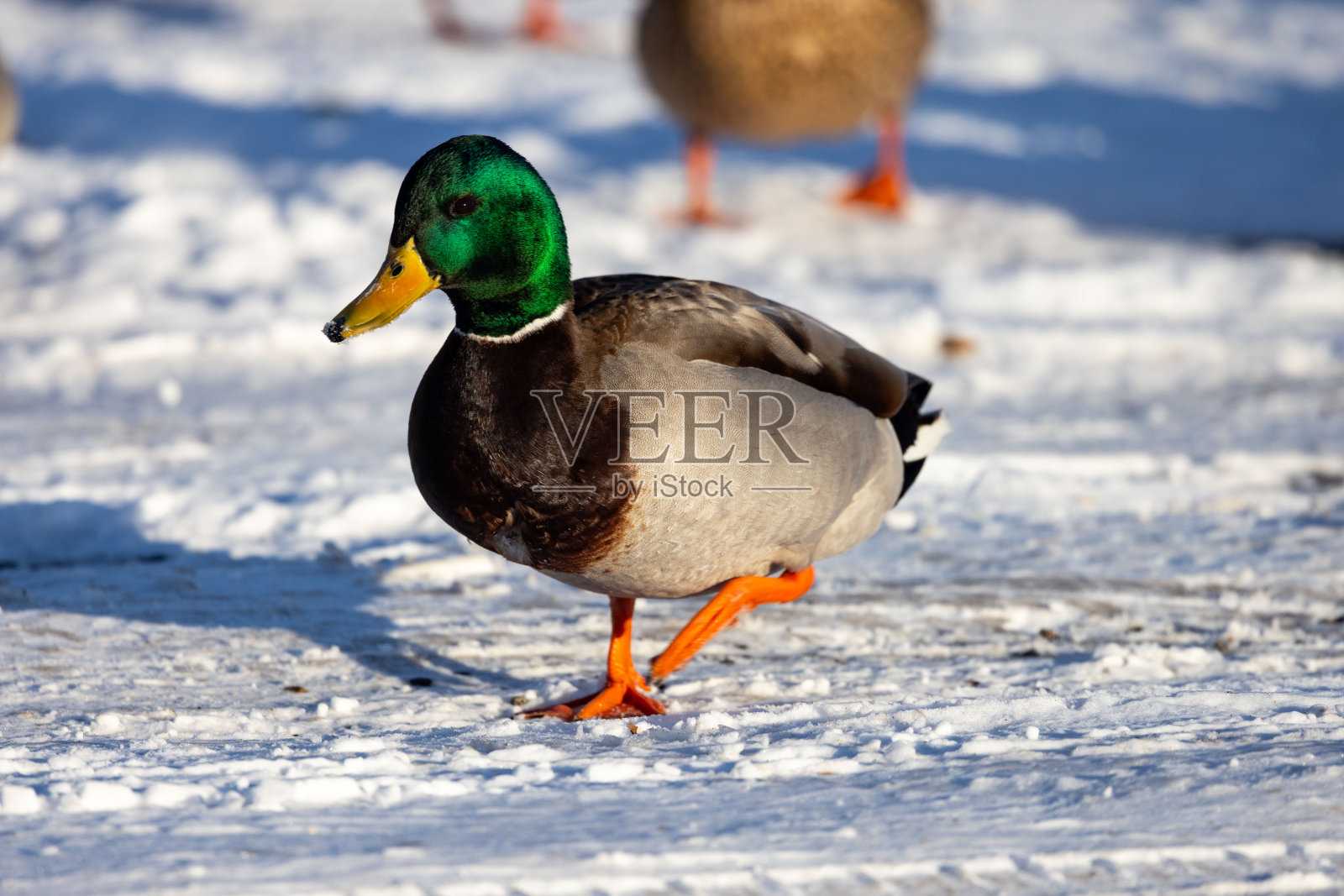 伊利诺伊州斯普林菲尔德湖附近的雪地里的鸭子照片摄影图片