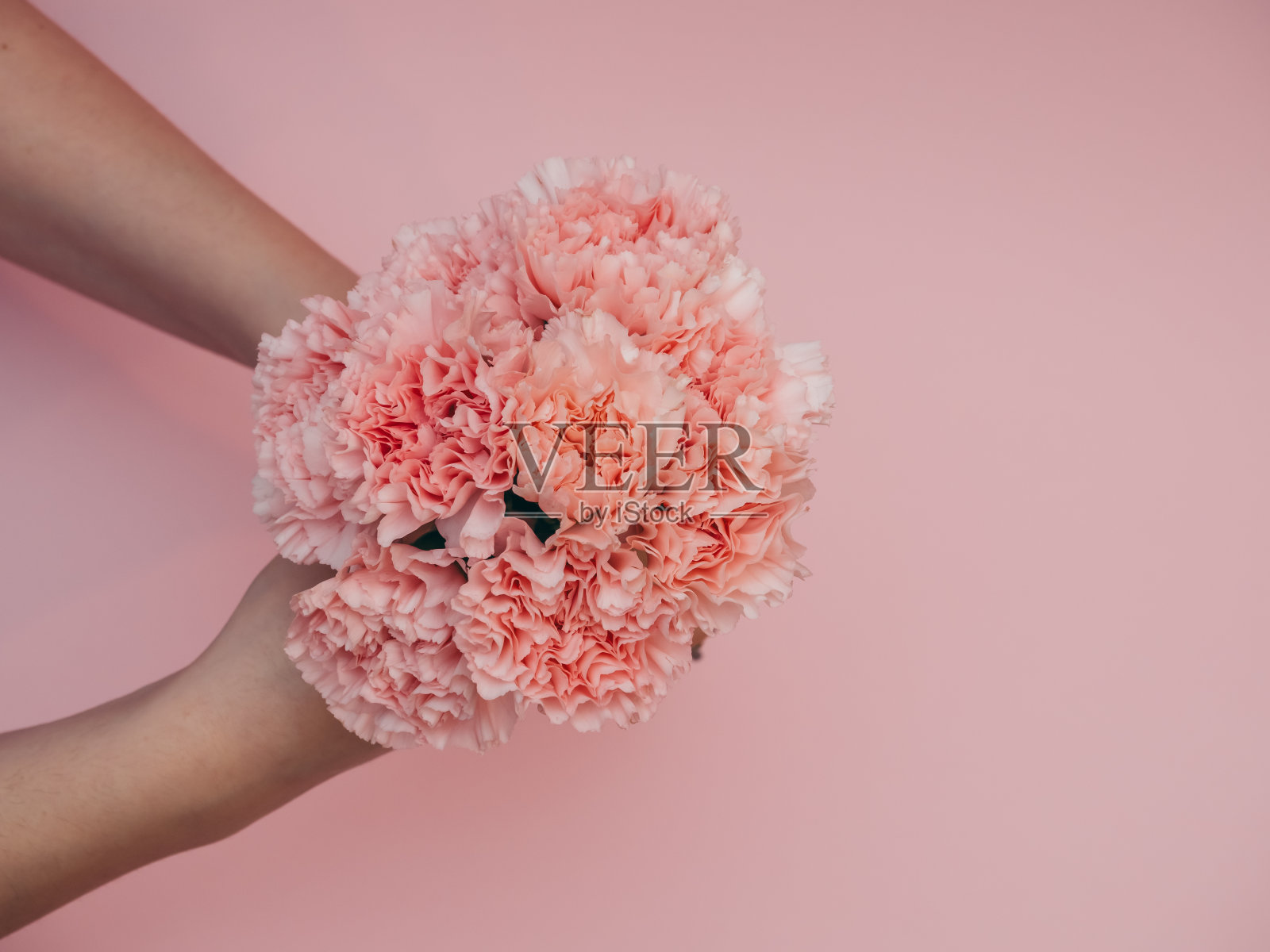 一个女孩手里拿着一束柔软的粉色康乃馨,粉色背景特写照片摄影图片