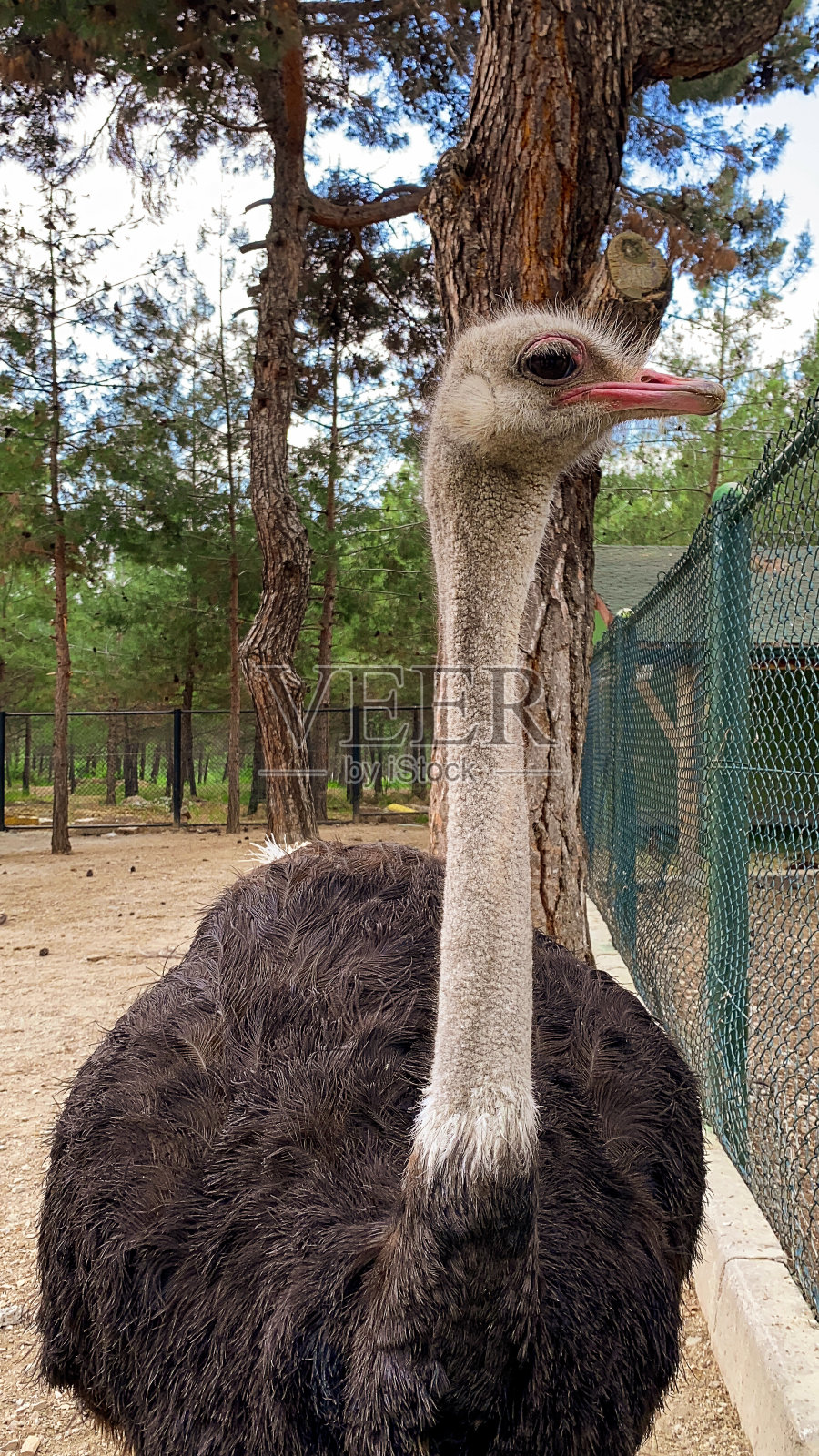 动物园里的鸵鸟鸟照片摄影图片