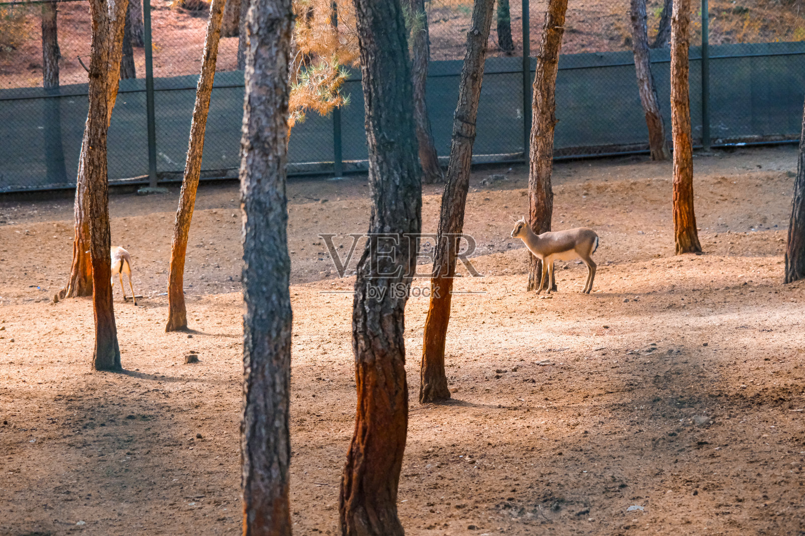 动物园里的野鹿照片摄影图片