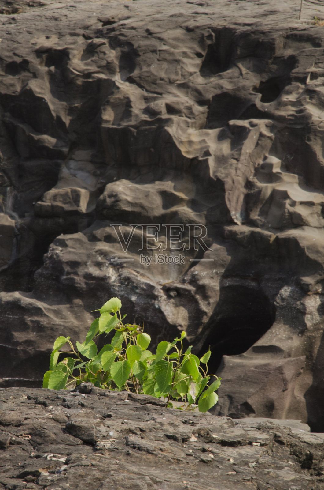 岩石的形成。岩石中的生命。背景。背景。照片摄影图片