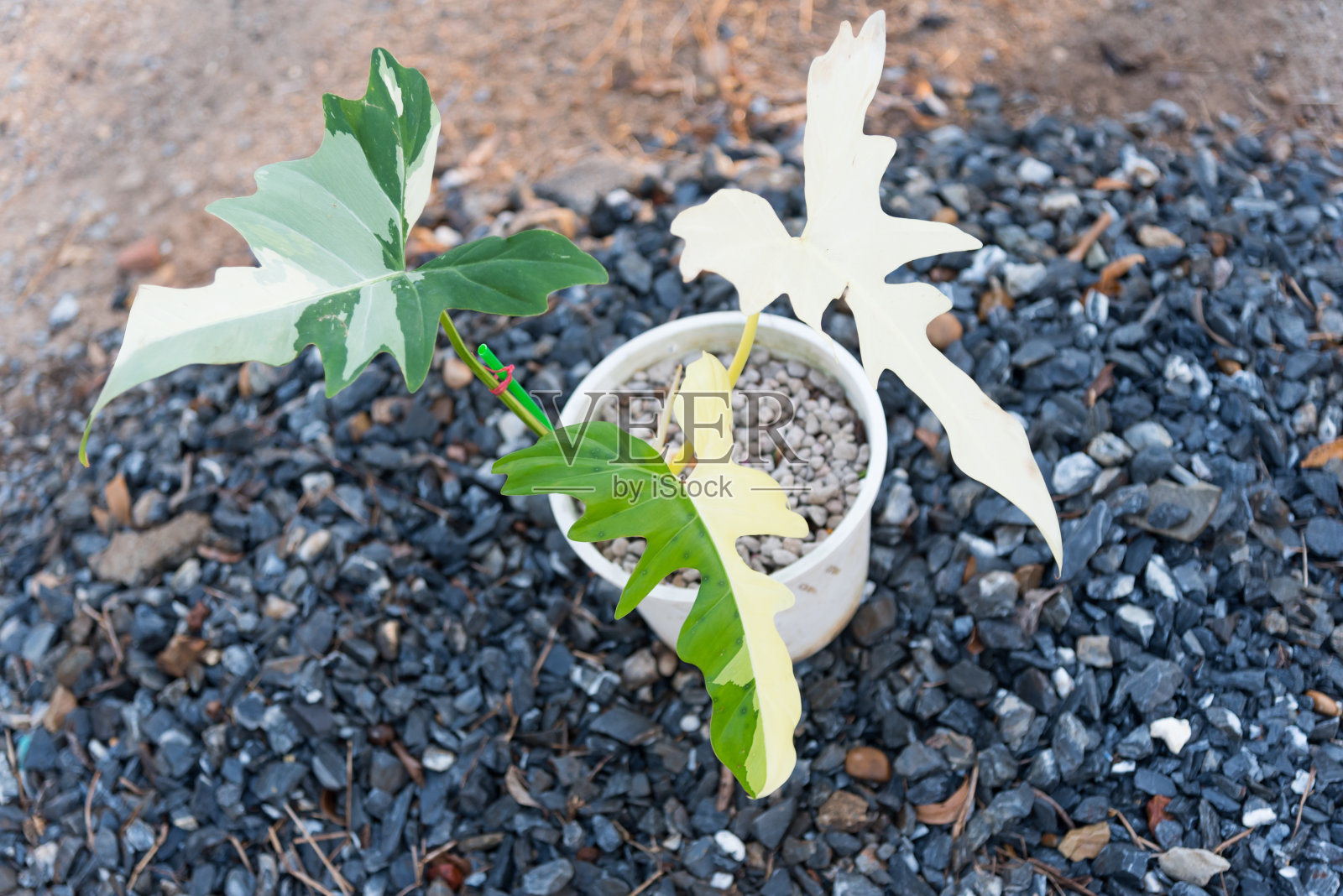 金龙花杂色照片摄影图片