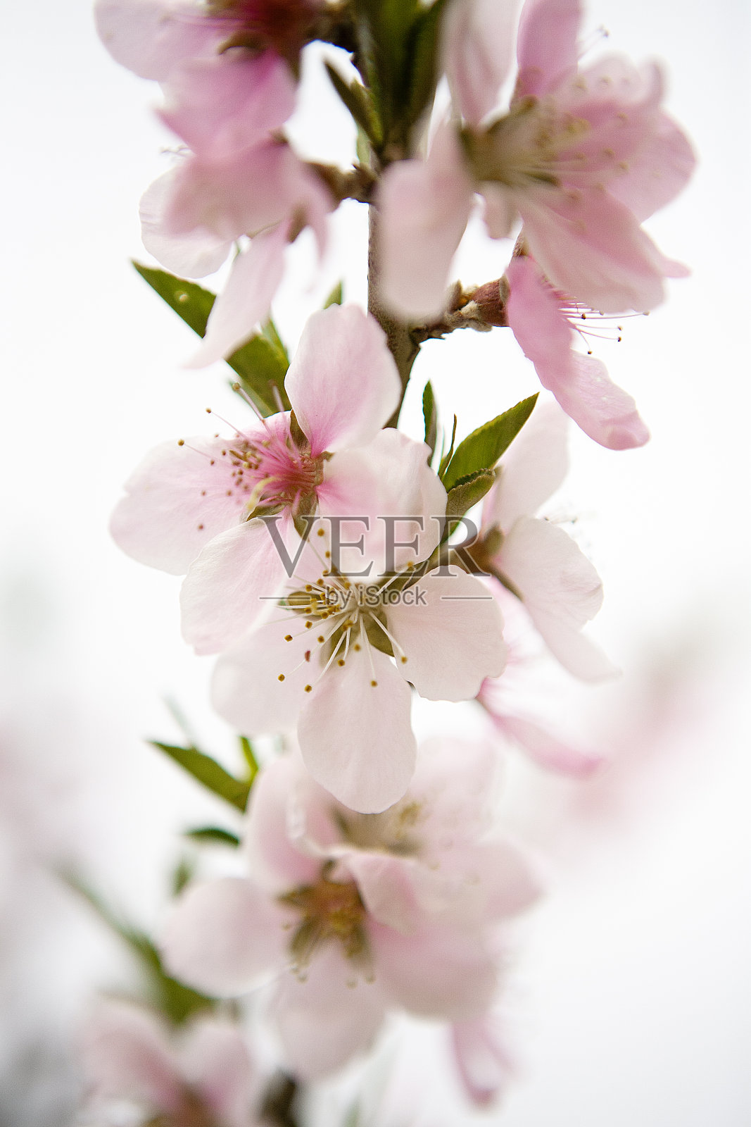 水果花照片摄影图片