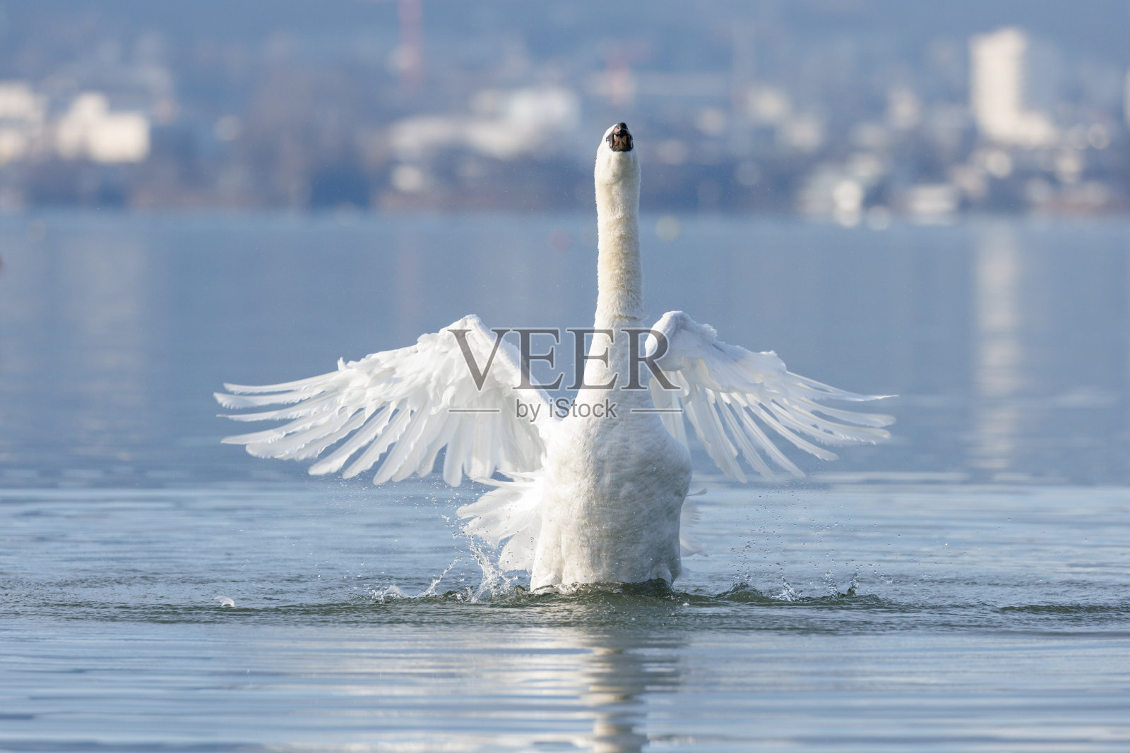 天鹅照片摄影图片