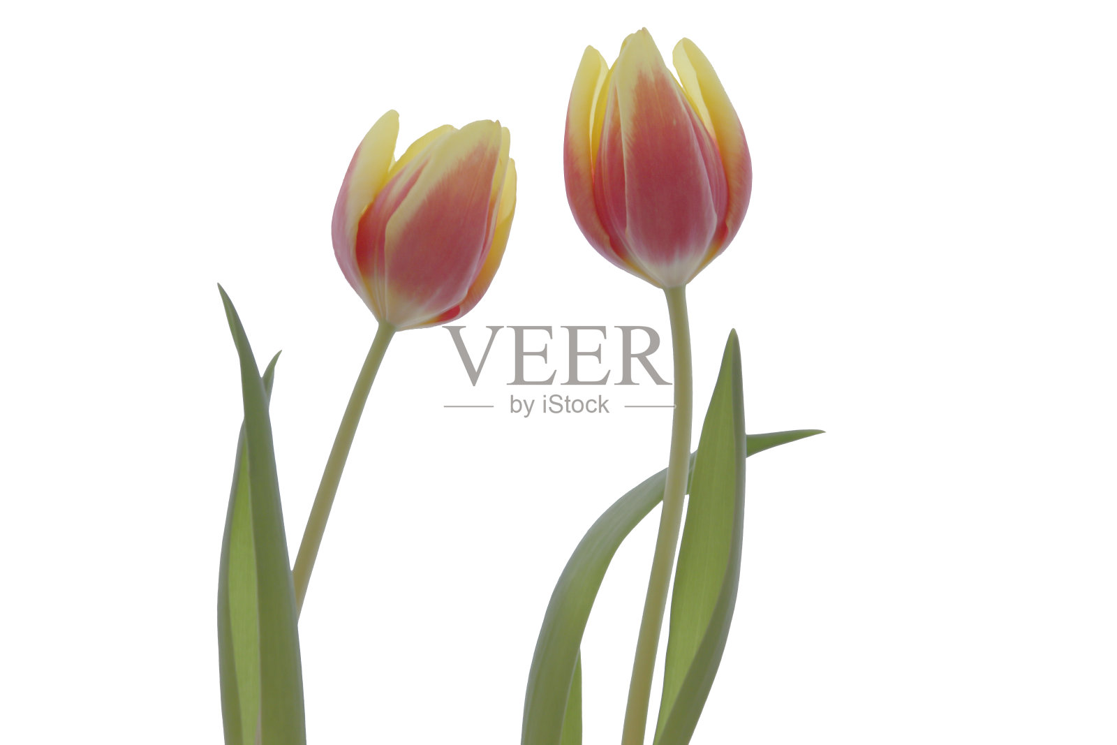 郁金香照片摄影图片