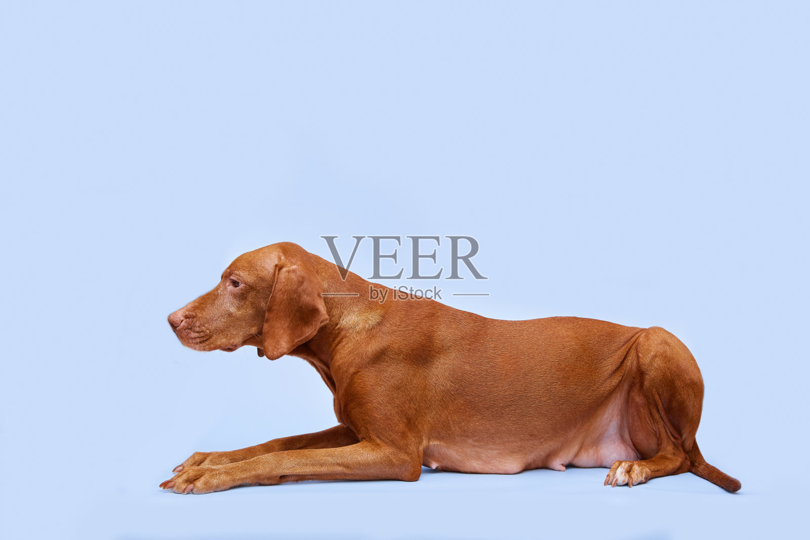 蓝色背景上的狗照片摄影图片