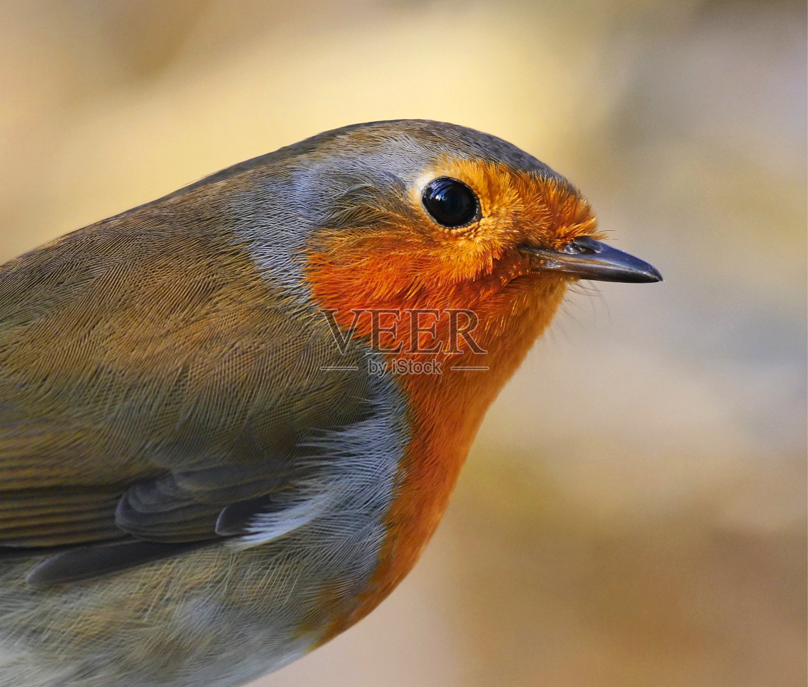 罗宾的肖像照片摄影图片
