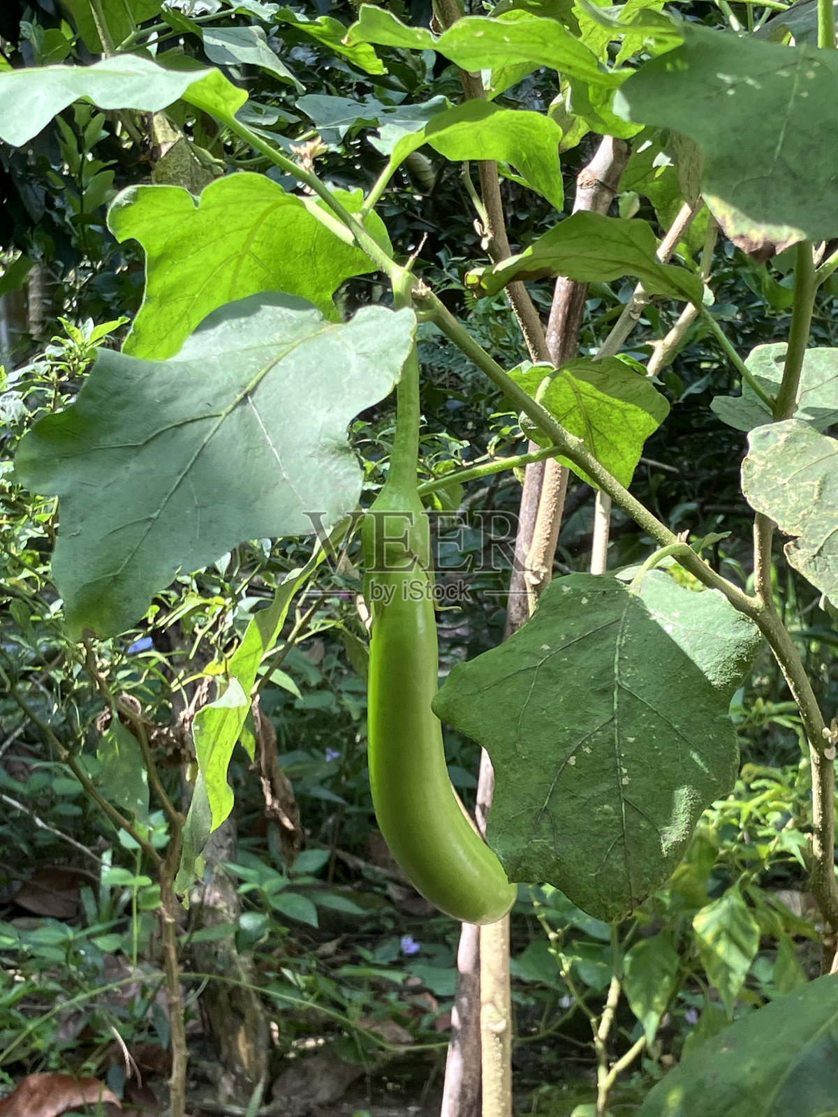 茄子照片摄影图片
