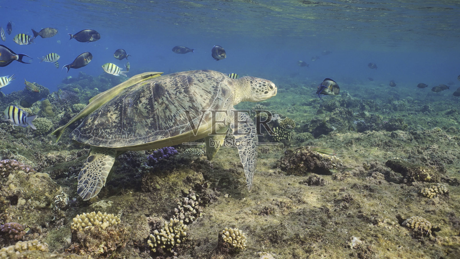 绿海龟,红海,埃及照片摄影图片