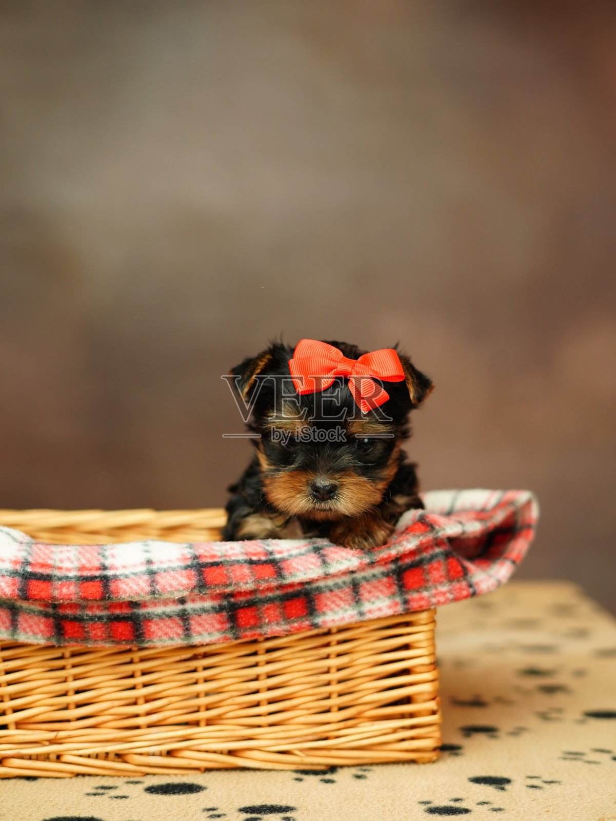 一只约克夏小猎犬坐在一个柳条篮子里,在棕色的背景上,他的头上戴着一个红色的蝴蝶结。可爱的小狗在看镜头。家养宠物照片摄影图片