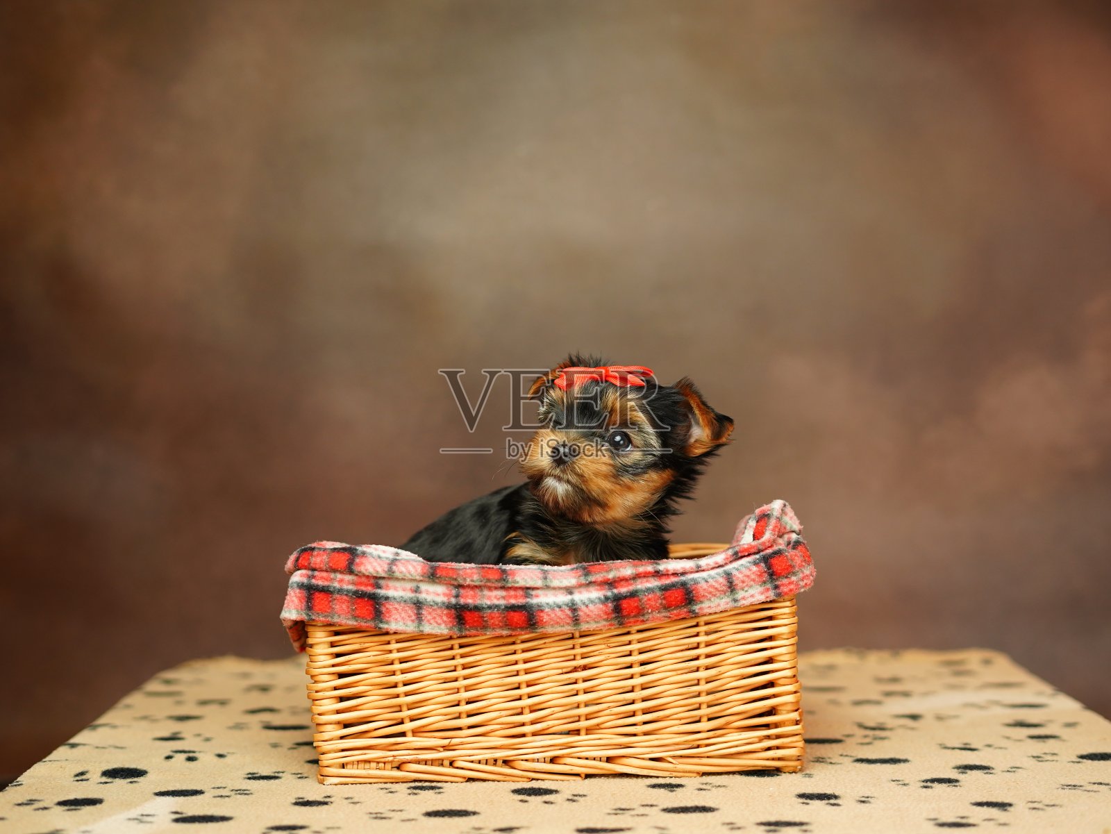 一只约克夏小猎犬坐在一个柳条篮子里,在棕色的背景上,他的头上戴着一个红色的蝴蝶结。可爱的小狗在看镜头。家养宠物照片摄影图片