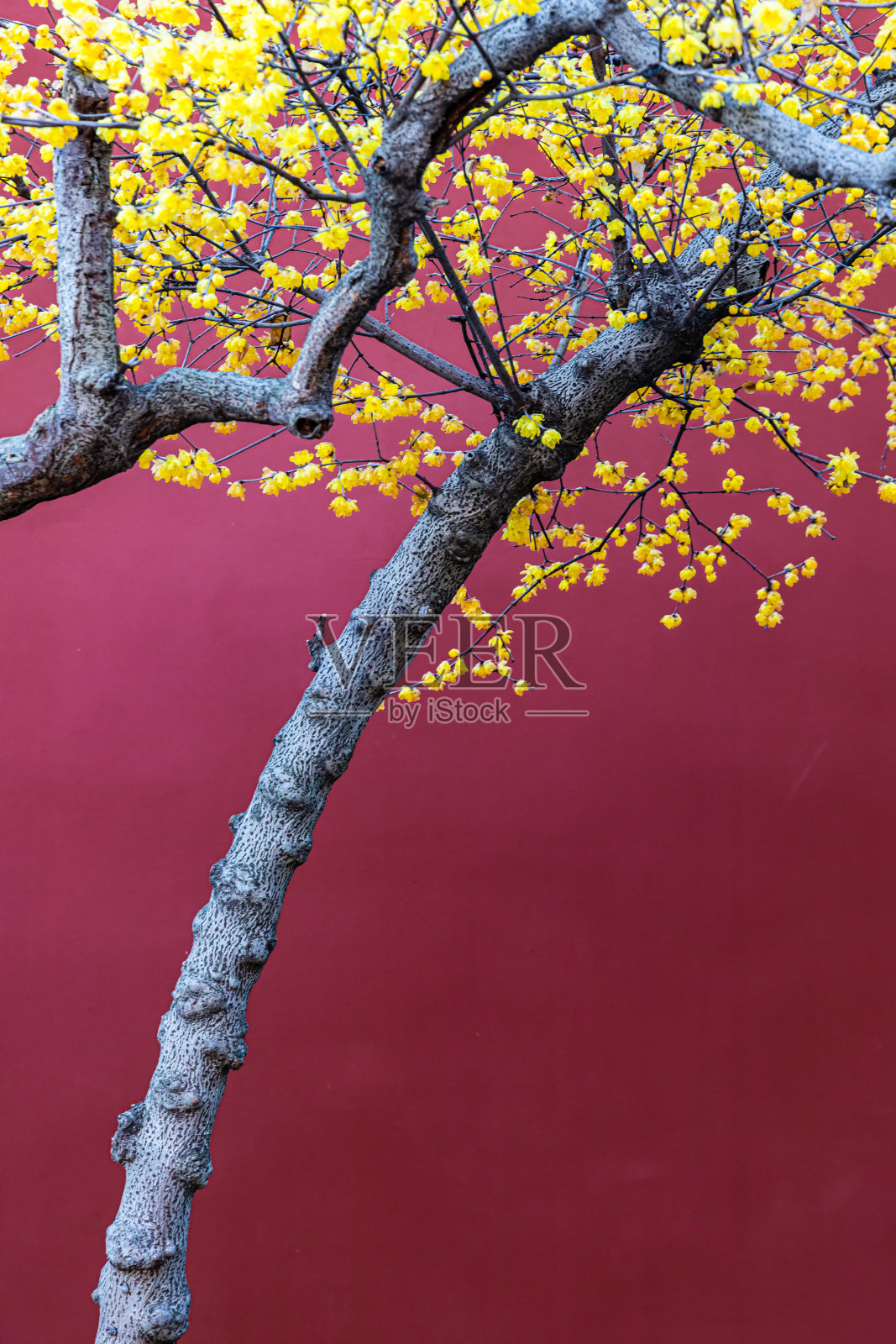 梅花盛开照片摄影图片