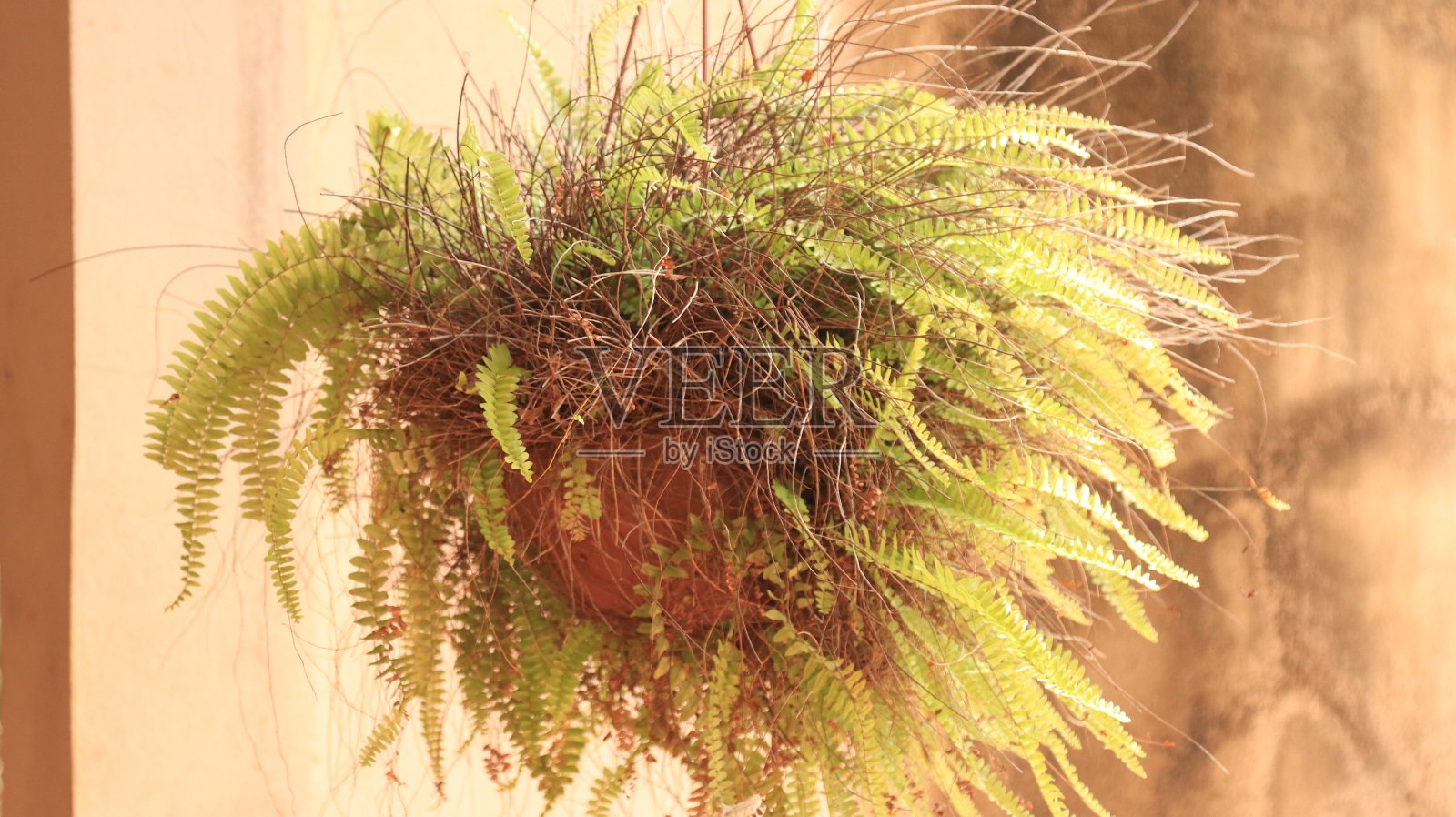 蕨类植物照片摄影图片