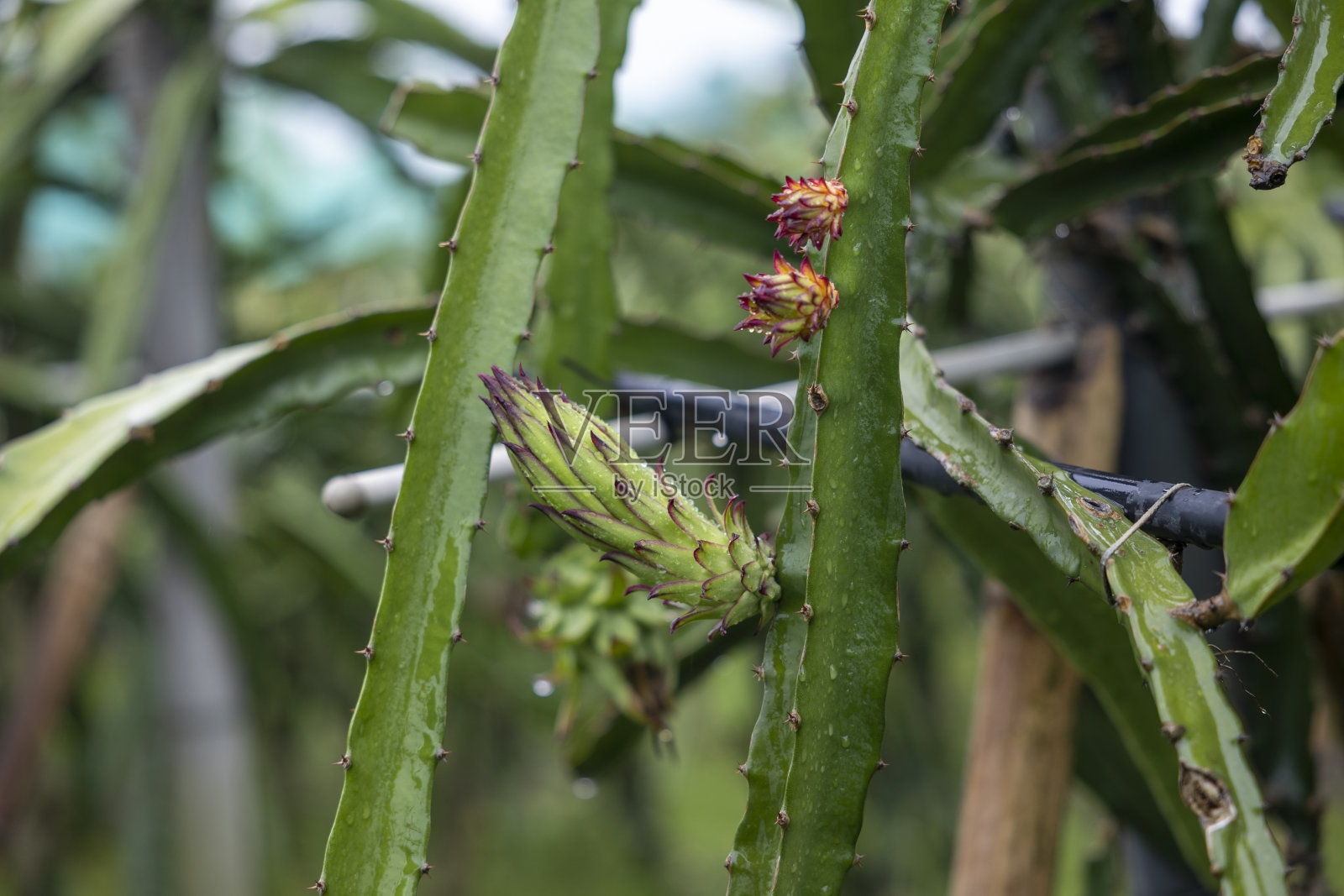 火龙果树,树上有成熟的红色果实,在孟加拉国收获。火龙果园。照片摄影图片