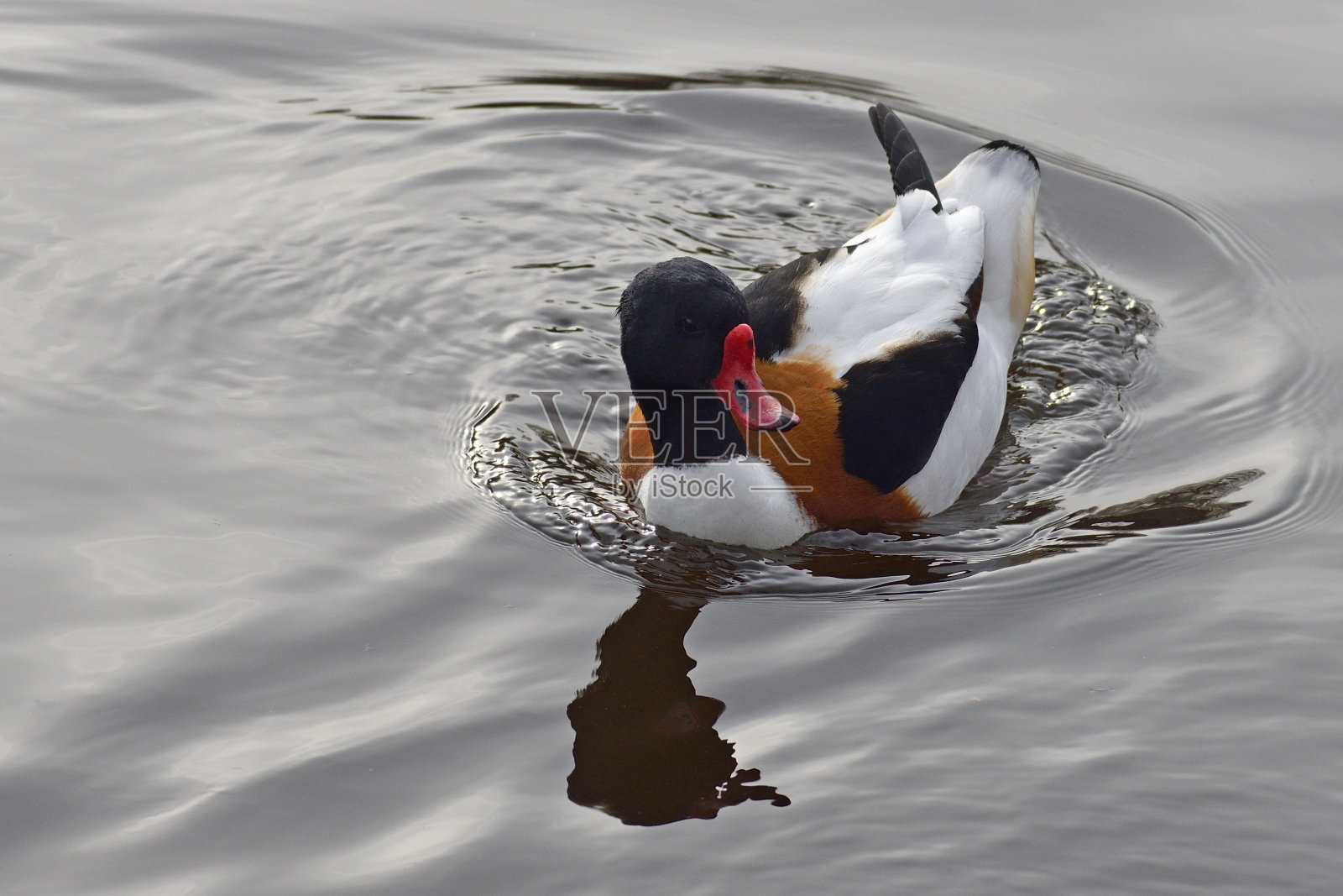 雄雌麻鸭照片摄影图片