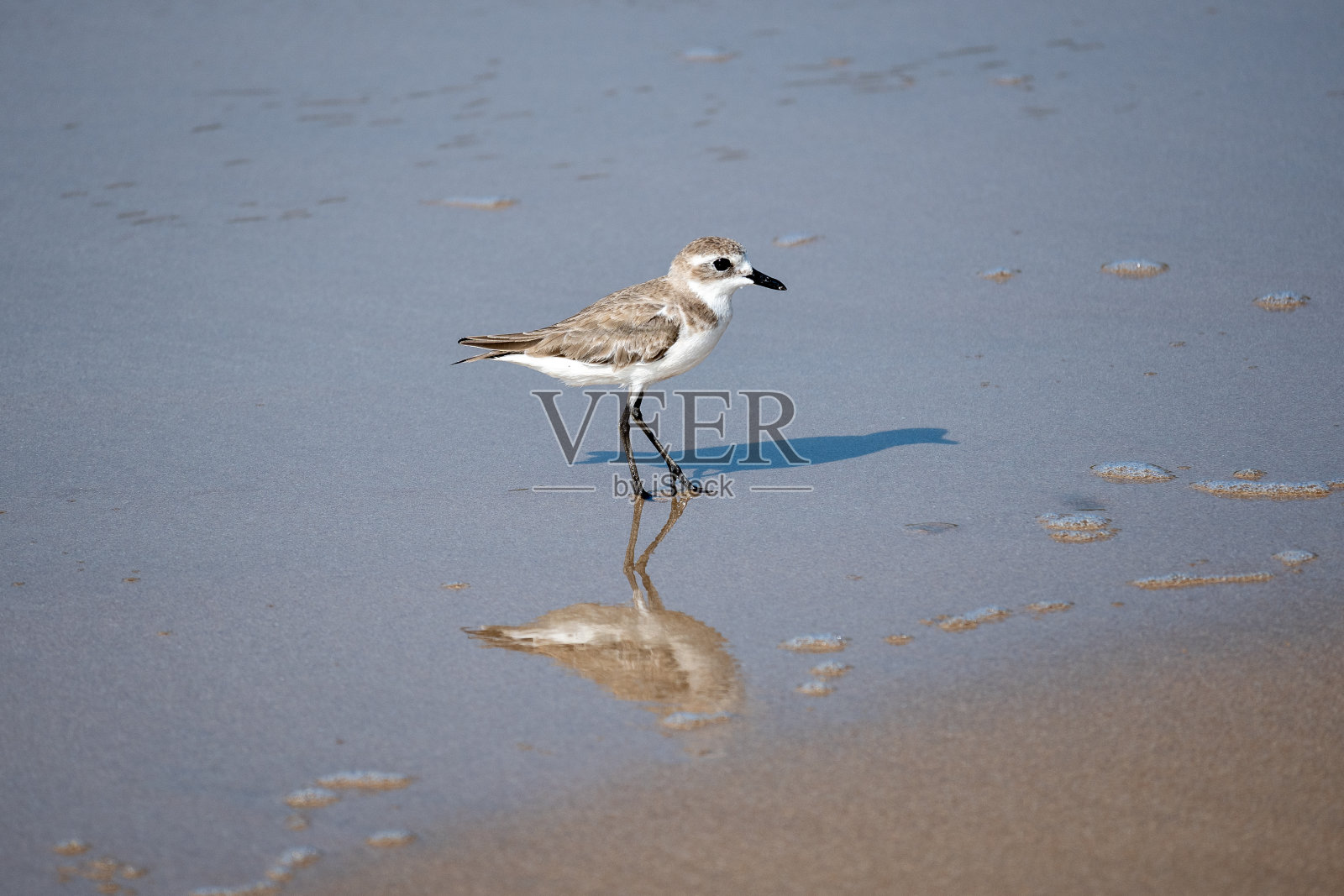 在岸边的沙拉德里乌斯。照片摄影图片
