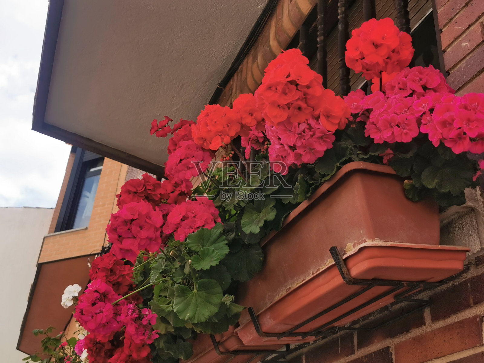 红色天竺葵照片摄影图片